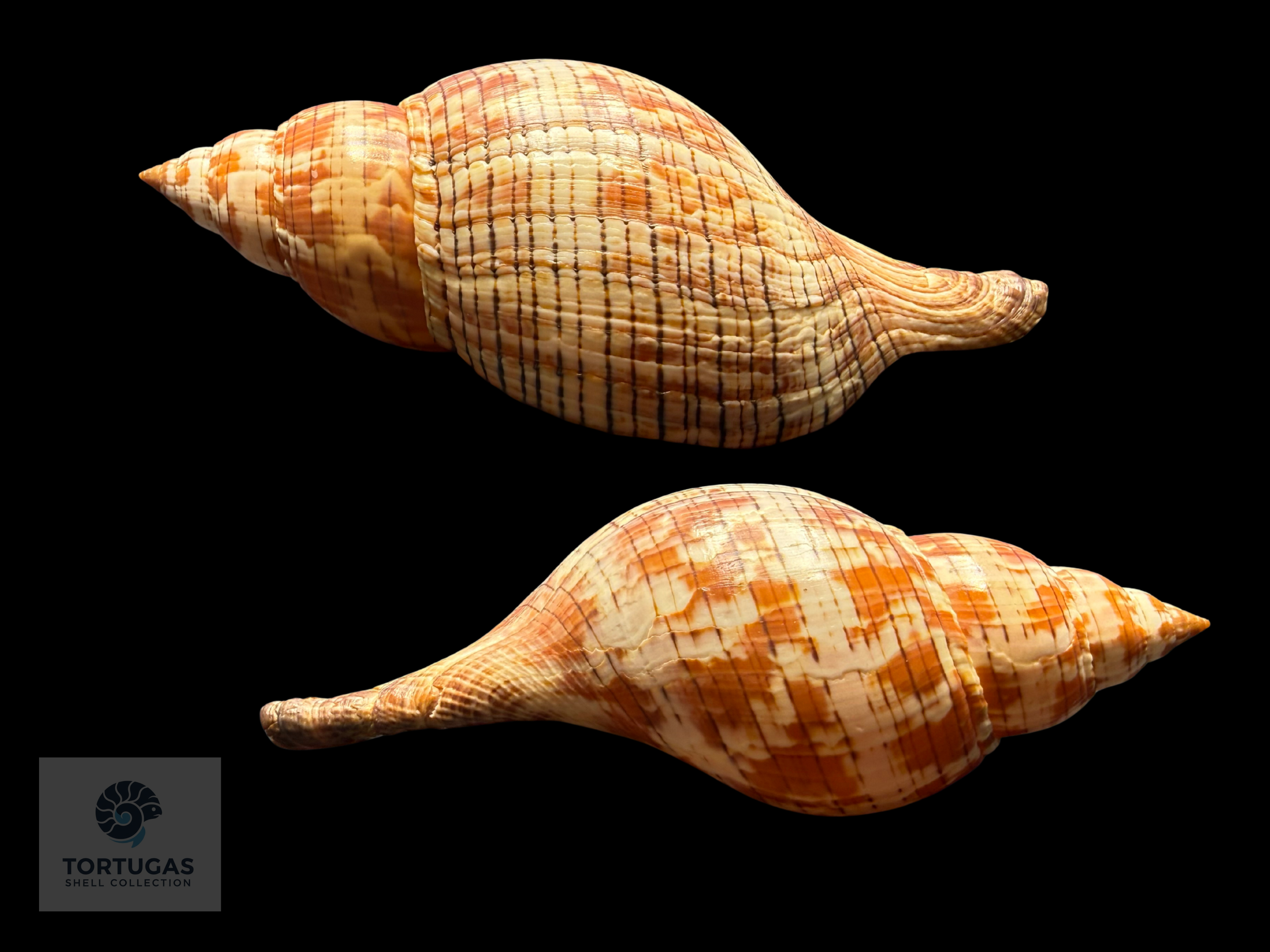 Fasciolaria tulipa – 178 mm (7.01”) – Key West, Florida – With Operculum