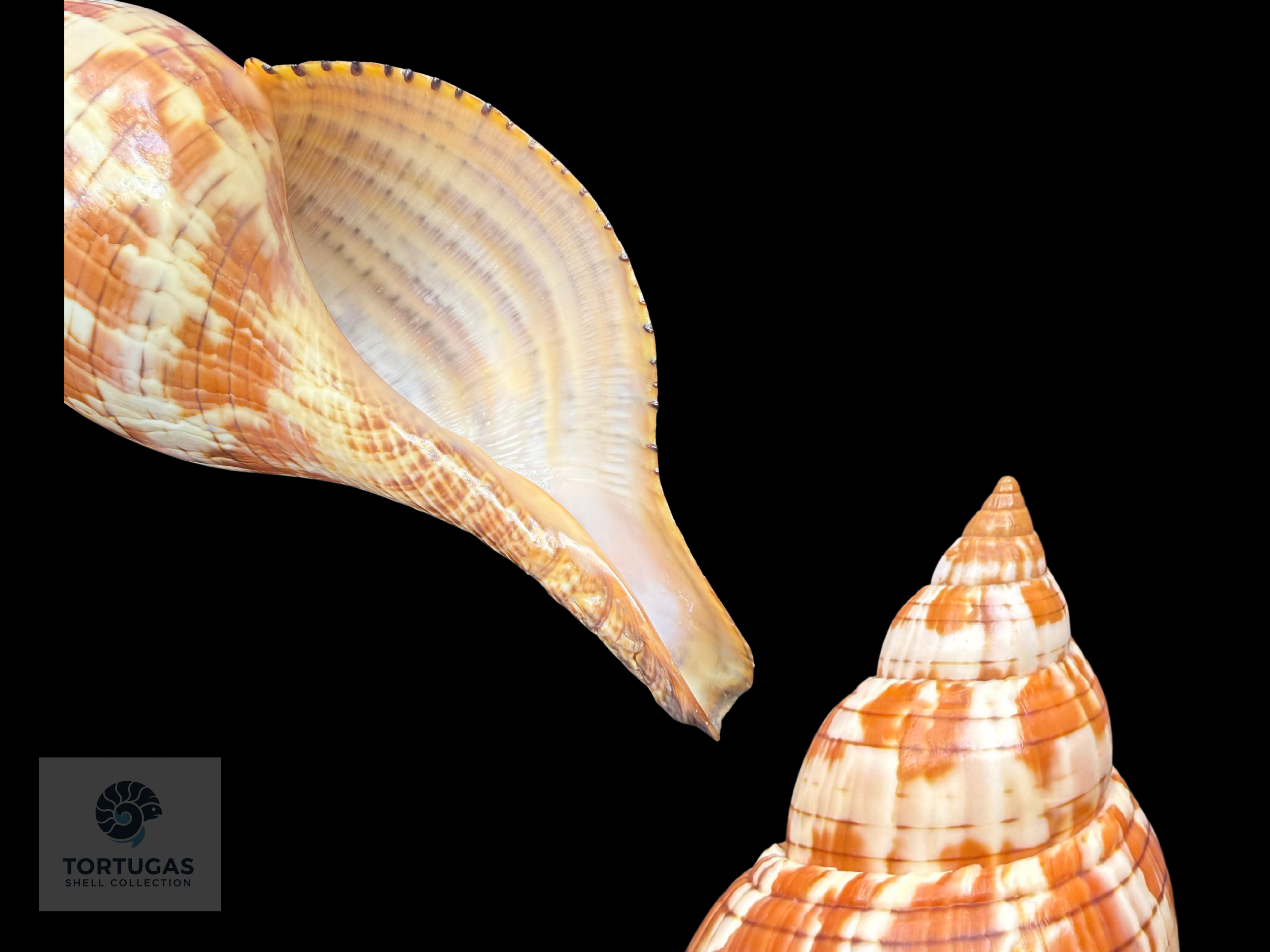Fasciolaria tulipa – 178 mm (7.01”) – Key West, Florida – With Operculum