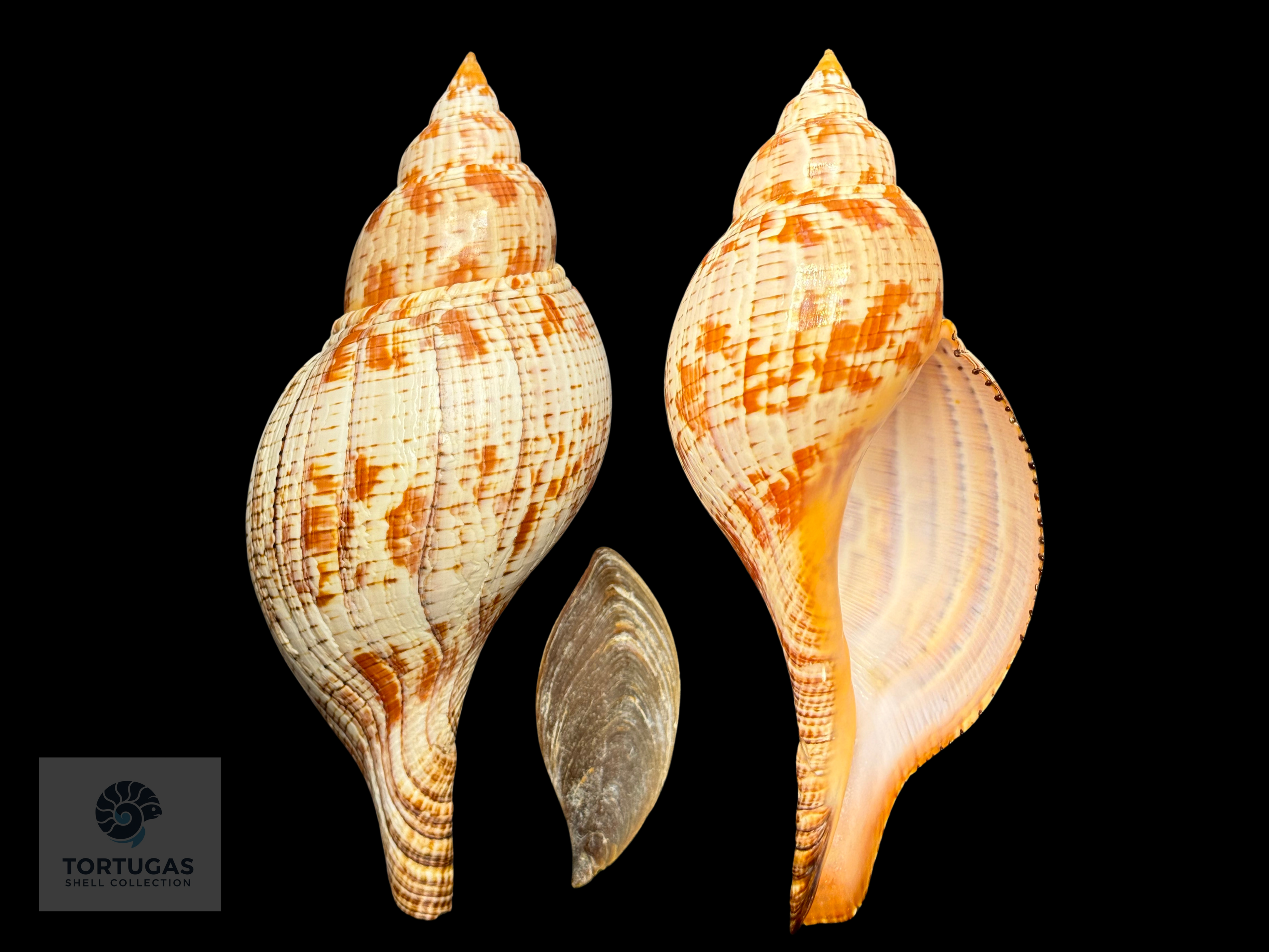 Fasciolaria tulipa – 177 mm (6.97”) – Key West, Florida – With Operculum