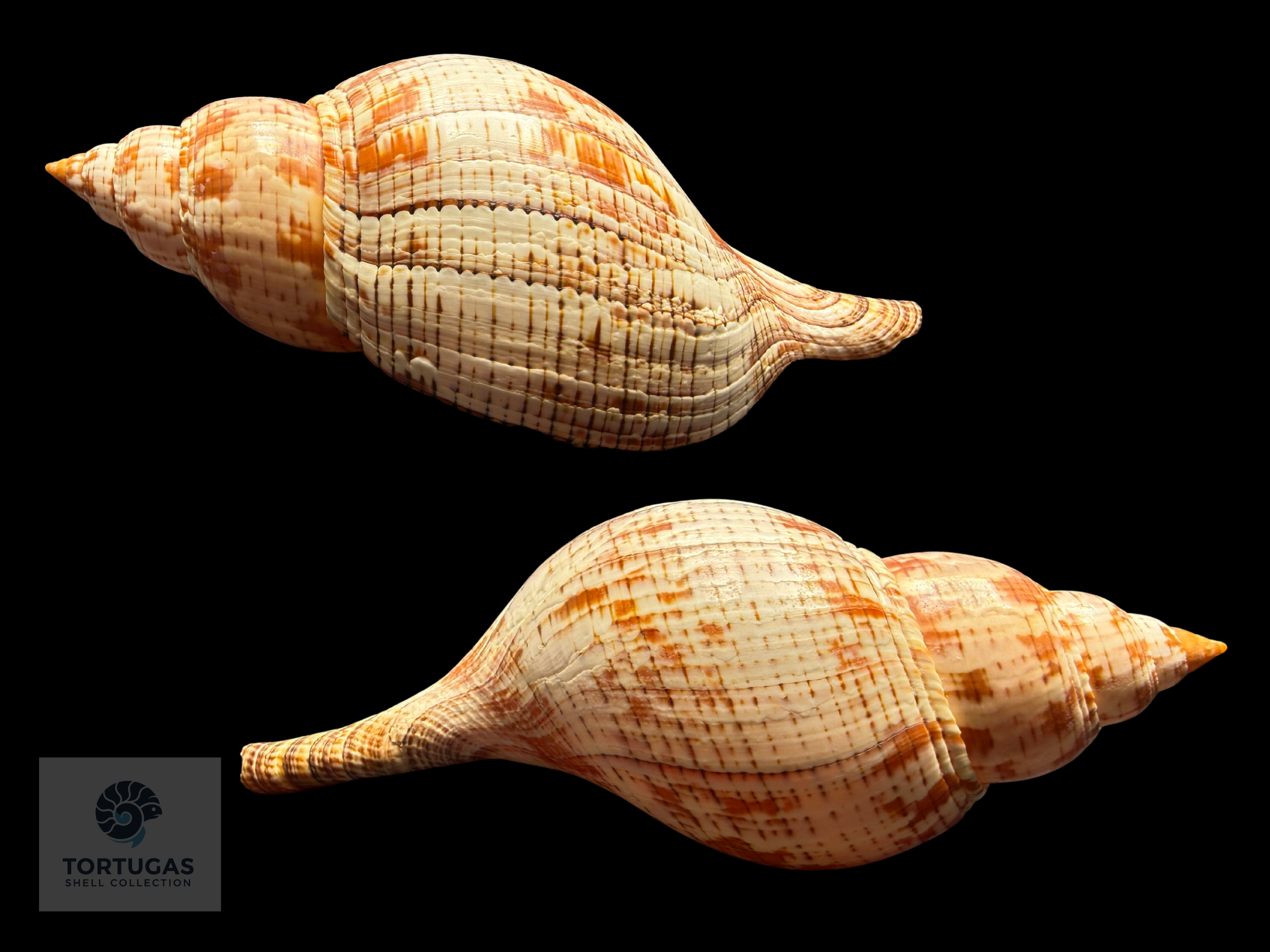 Fasciolaria tulipa – 177 mm (6.97”) – Key West, Florida – With Operculum