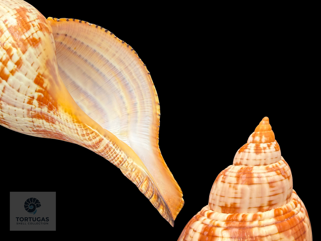 Fasciolaria tulipa – 177 mm (6.97”) – Key West, Florida – With Operculum