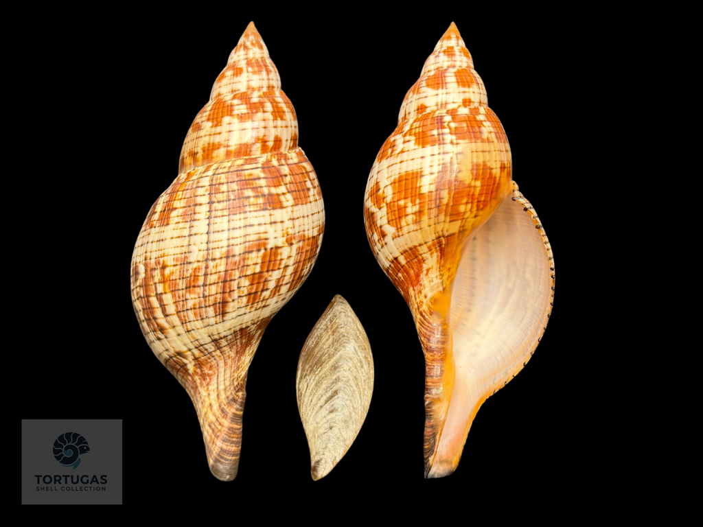 Fasciolaria tulipa – 158.7 mm (6.25”) – Key West, Florida – With Operculum