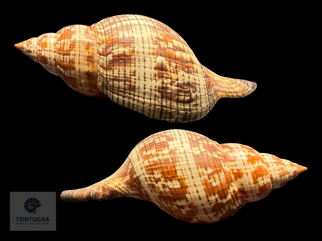 Fasciolaria tulipa – 158.7 mm (6.25”) – Key West, Florida – With Operculum