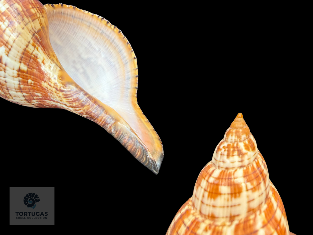 Fasciolaria tulipa – 158.7 mm (6.25”) – Key West, Florida – With Operculum