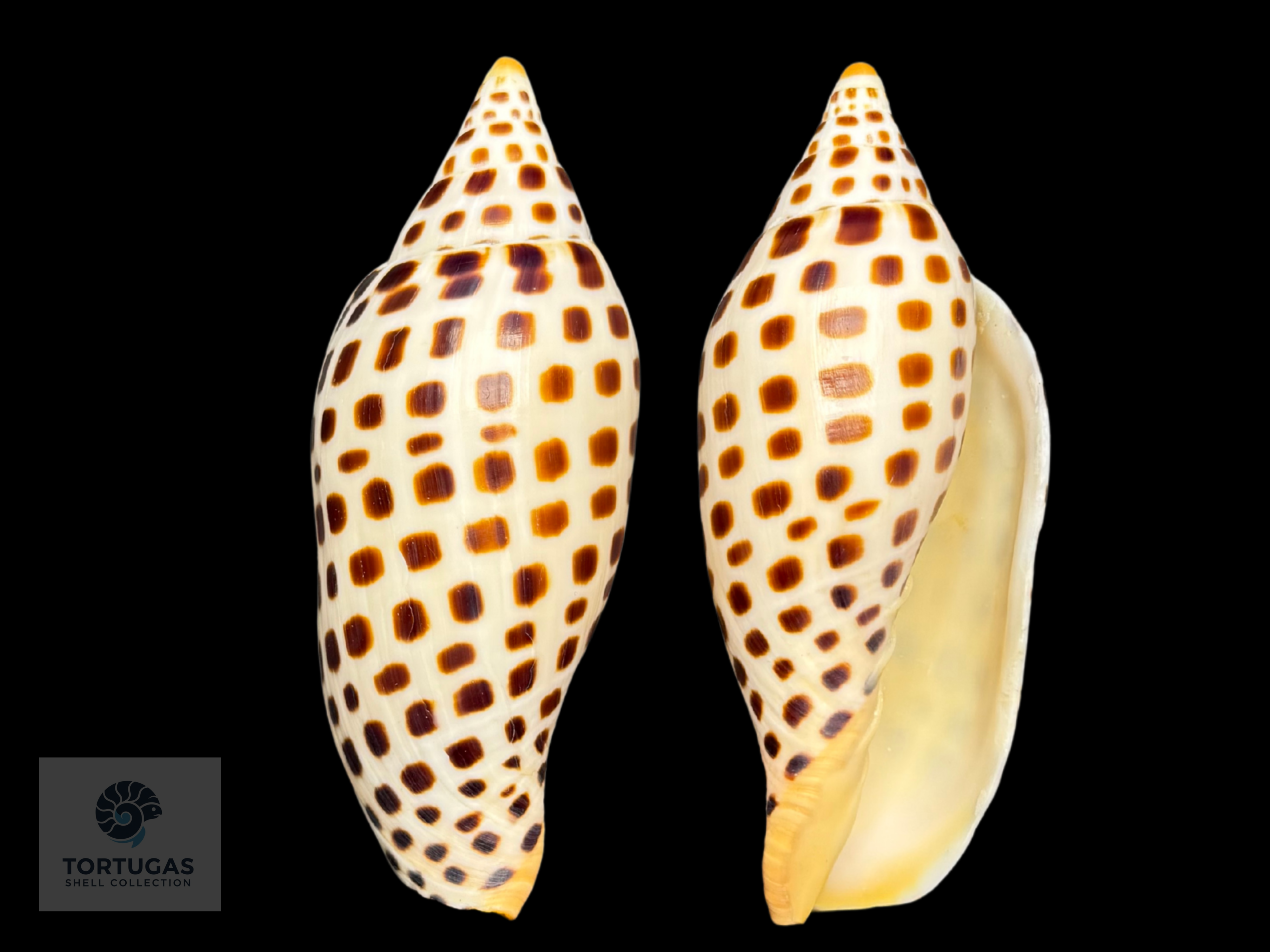 Scaphella elizabethae Petuch & Sargent, 2011 – 120.0 mm (4.72”) – Pulley Ridge, Dry Tortugas, Florida