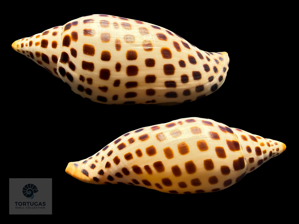 Scaphella elizabethae Petuch & Sargent, 2011 – 120.0 mm (4.72”) – Pulley Ridge, Dry Tortugas, Florida
