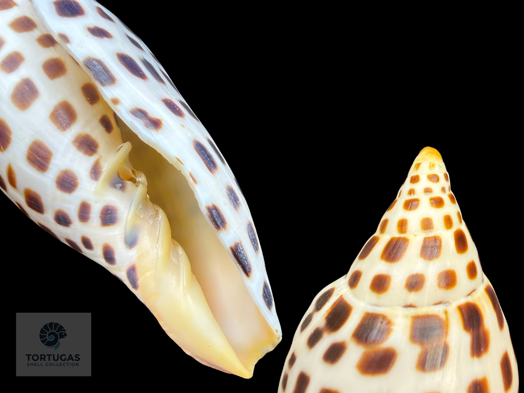 Scaphella elizabethae Petuch & Sargent, 2011 – 120.0 mm (4.72”) – Pulley Ridge, Dry Tortugas, Florida