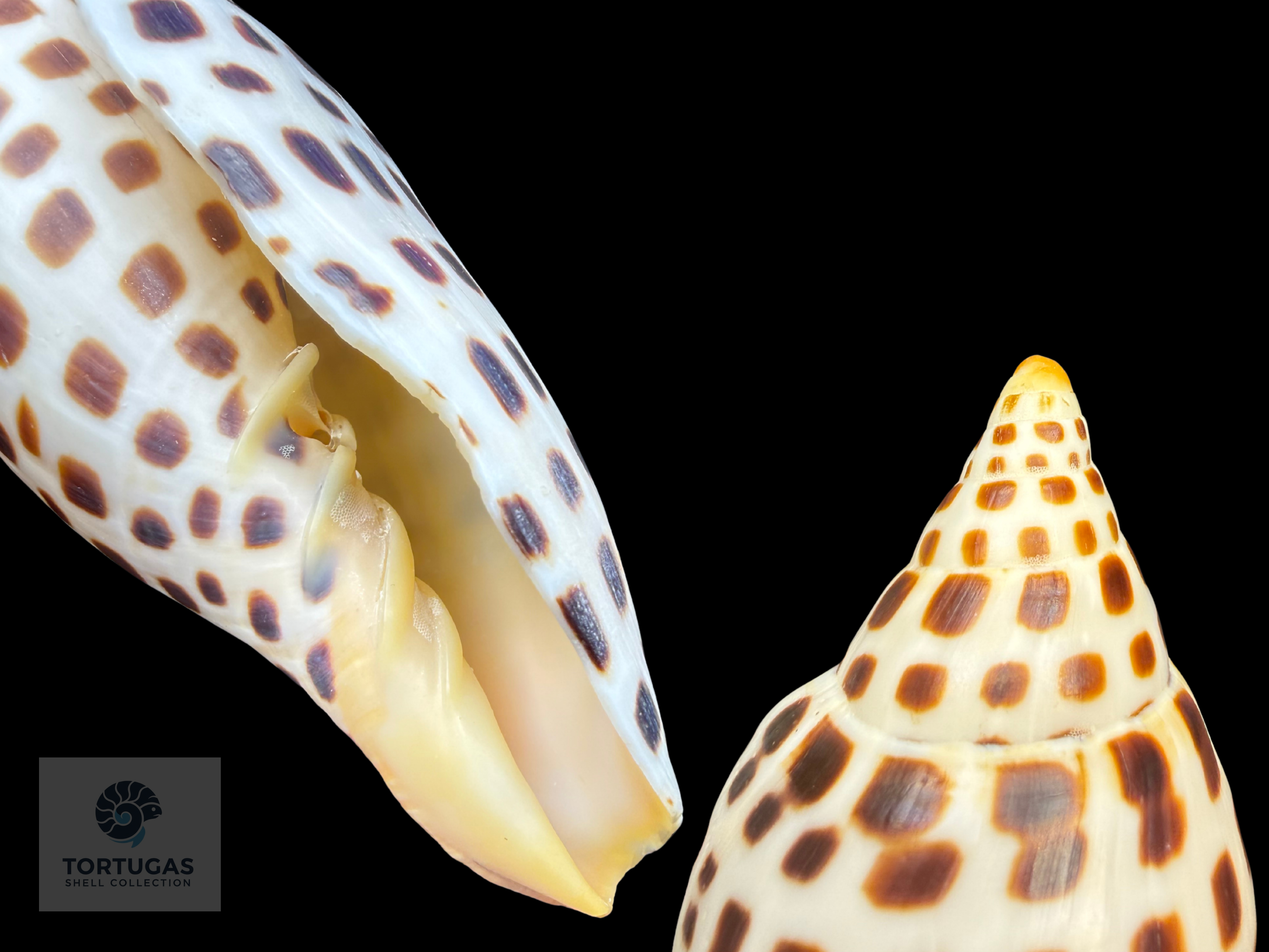 Scaphella elizabethae Petuch & Sargent, 2011 – 120.0 mm (4.72”) – Pulley Ridge, Dry Tortugas, Florida