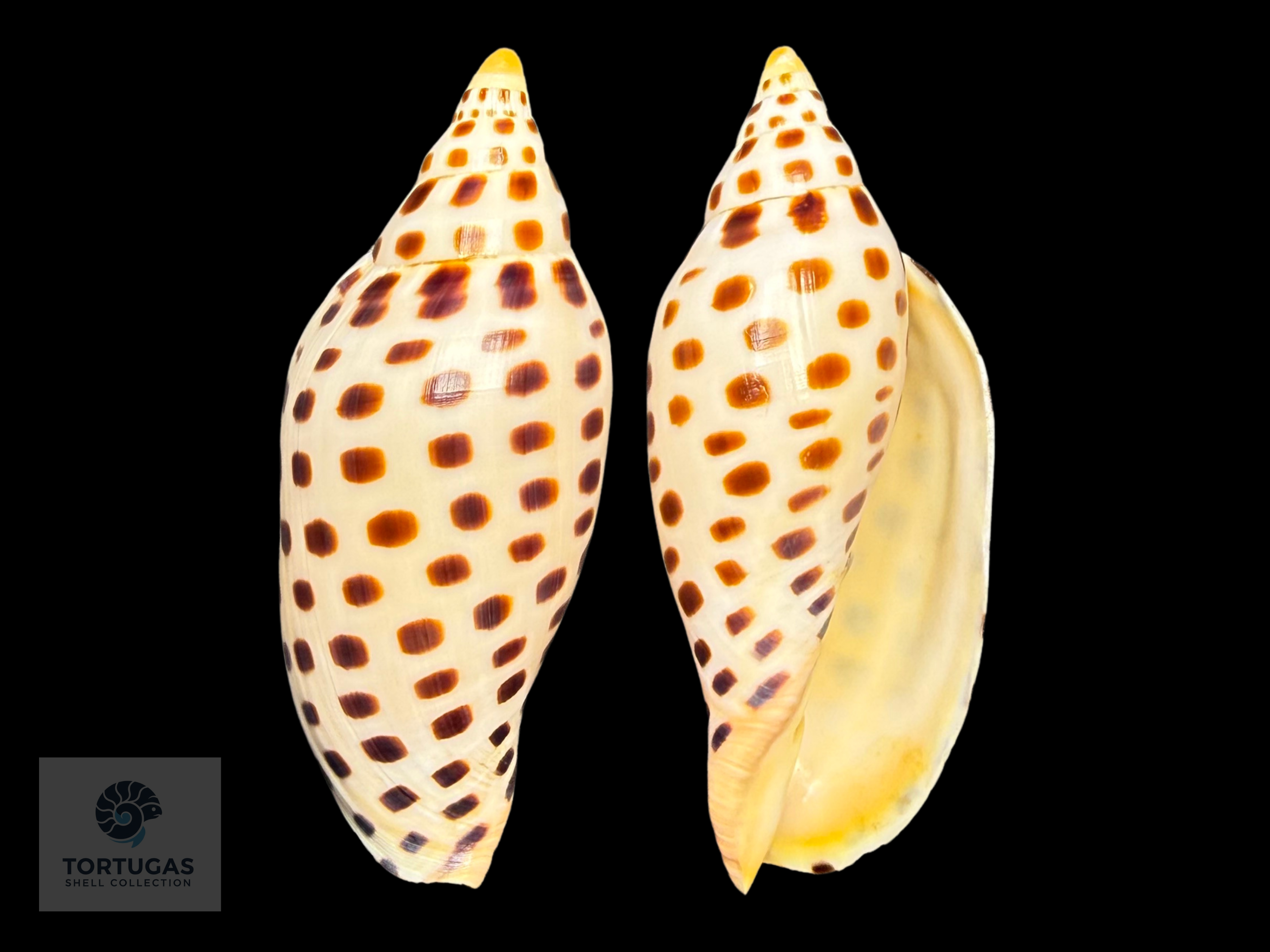Scaphella elizabethae Petuch & Sargent, 2011 – 108.5 mm