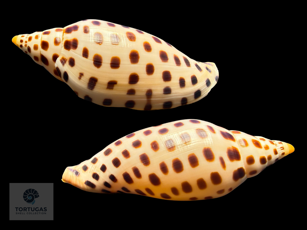 Scaphella elizabethae Petuch & Sargent, 2011 – 108.5 mm