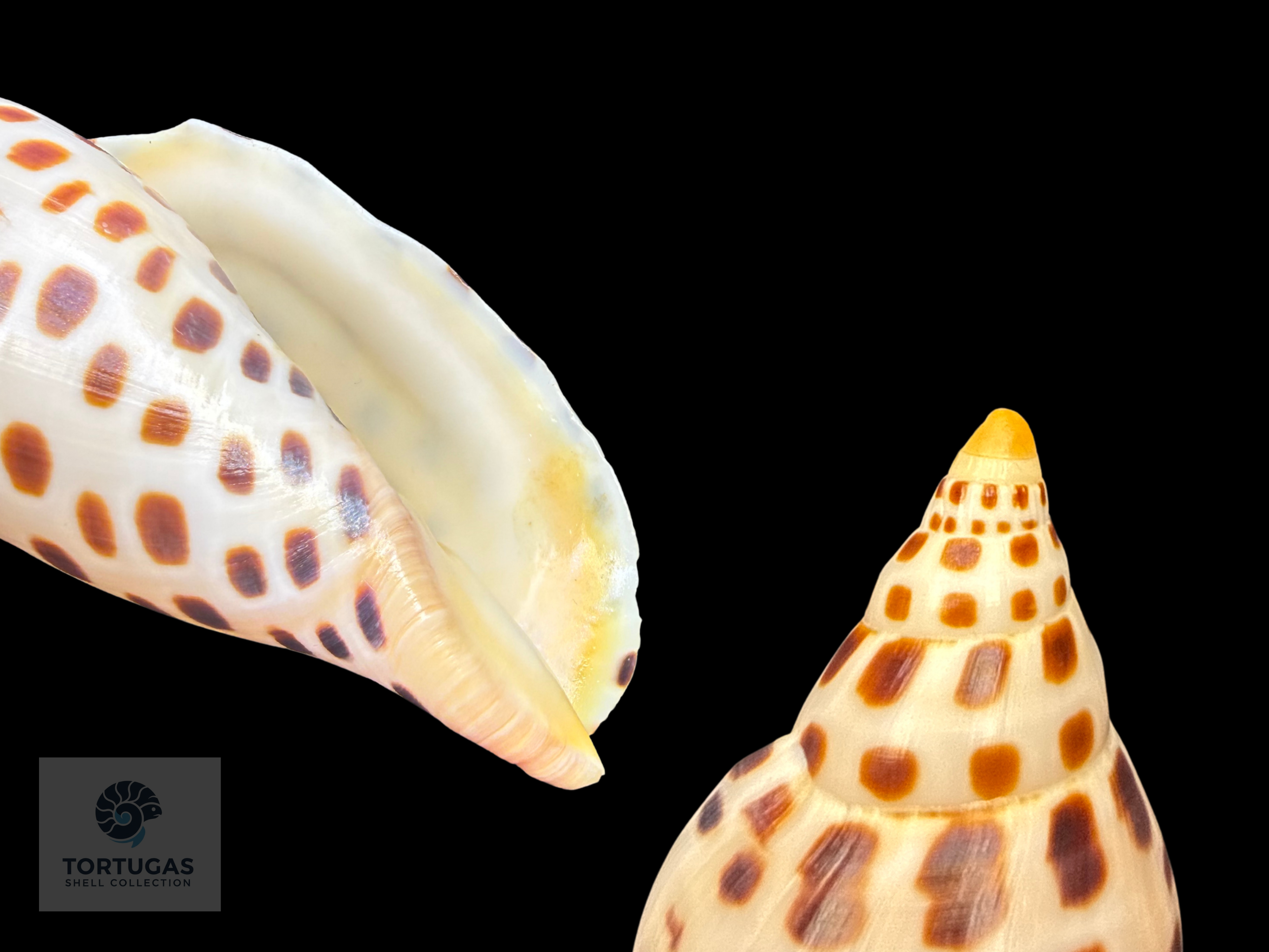 Scaphella elizabethae Petuch & Sargent, 2011 – 108.5 mm
