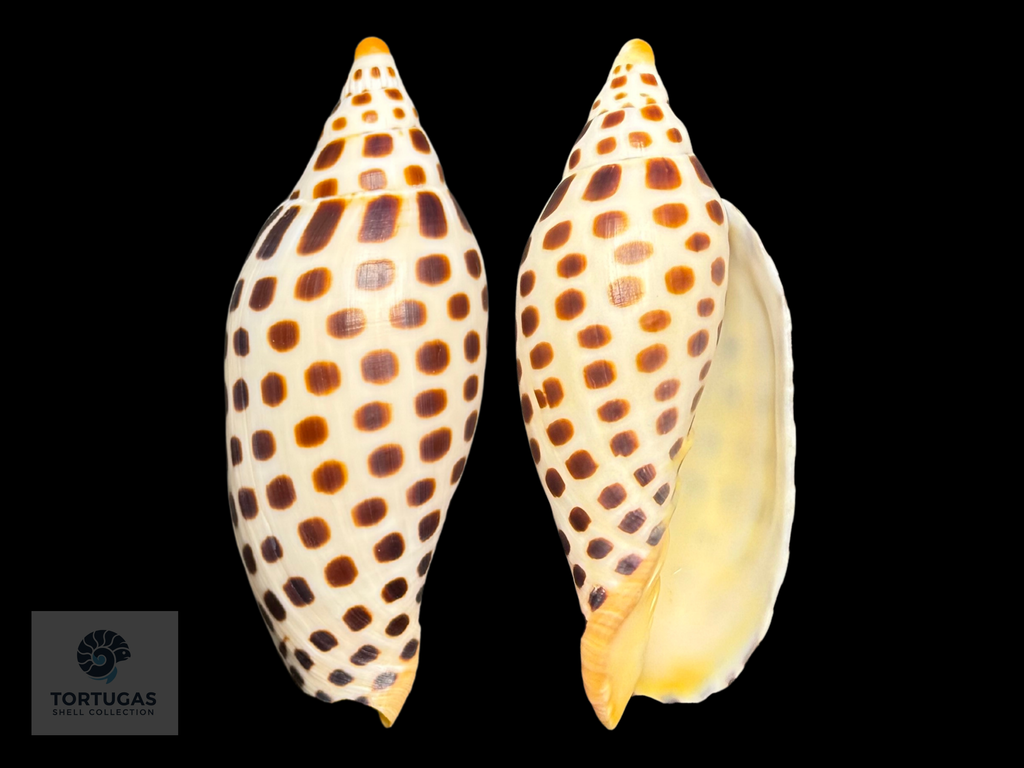 Scaphella elizabethae Petuch & Sargent, 2011 – 104.4 mm