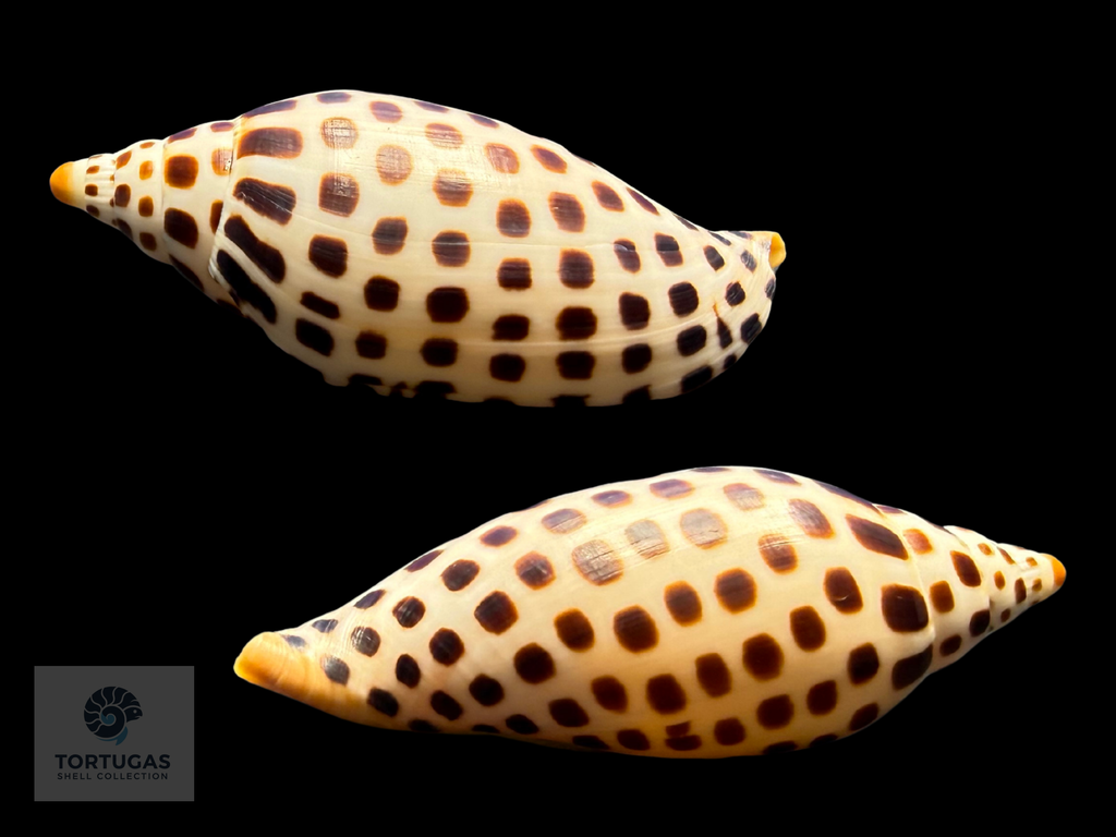Scaphella elizabethae Petuch & Sargent, 2011 – 104.4 mm