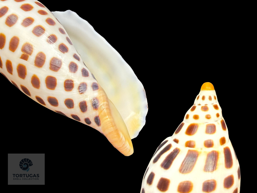 Scaphella elizabethae Petuch & Sargent, 2011 – 104.4 mm