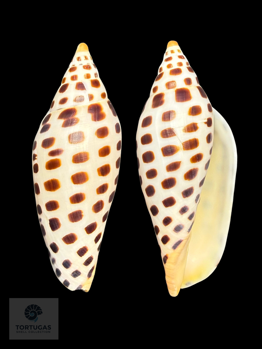 Scaphella mercedesae Petuch & Berschauer, 2026 – 105.7 mm