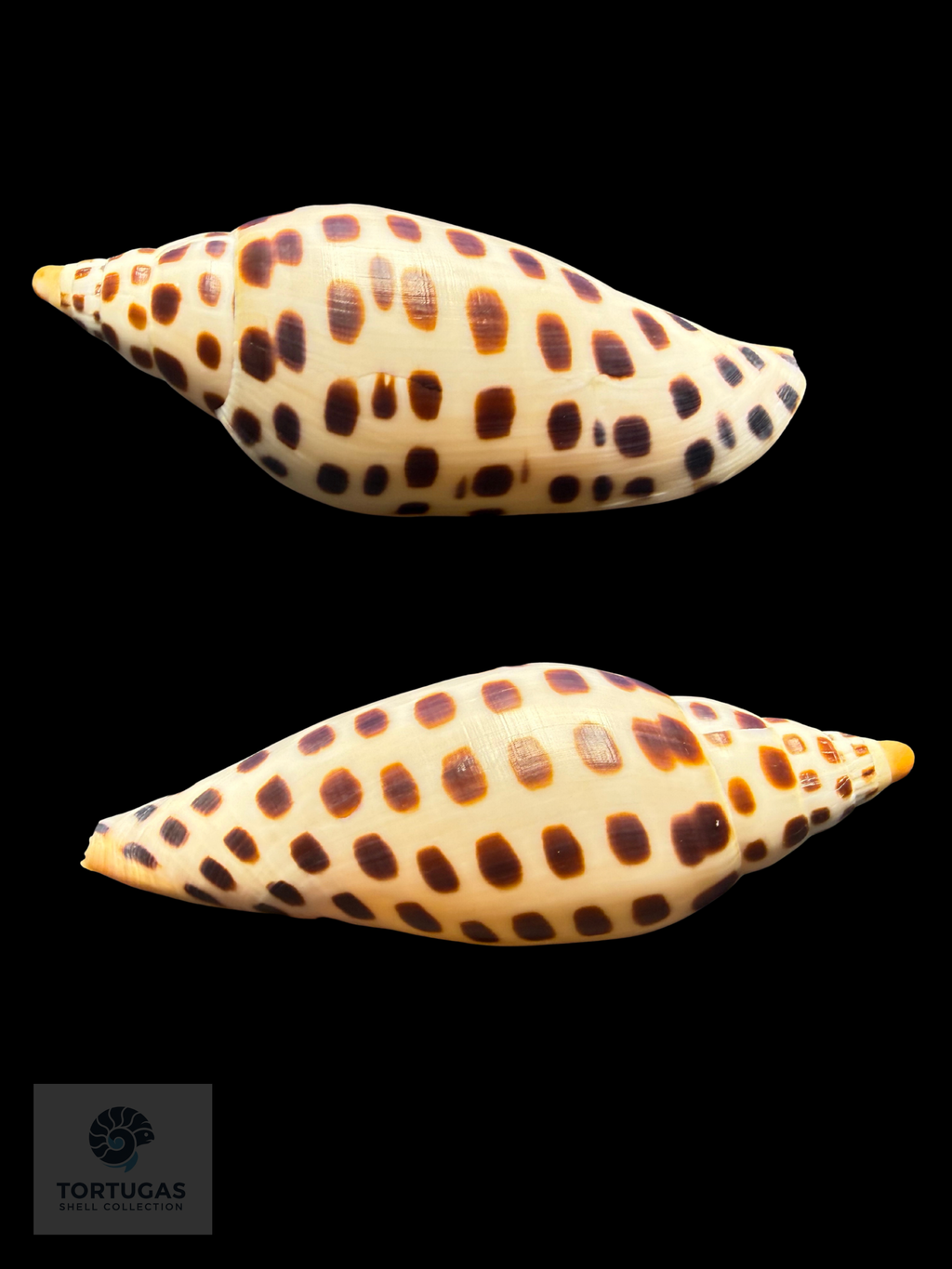Scaphella mercedesae Petuch & Berschauer, 2026 – 105.7 mm