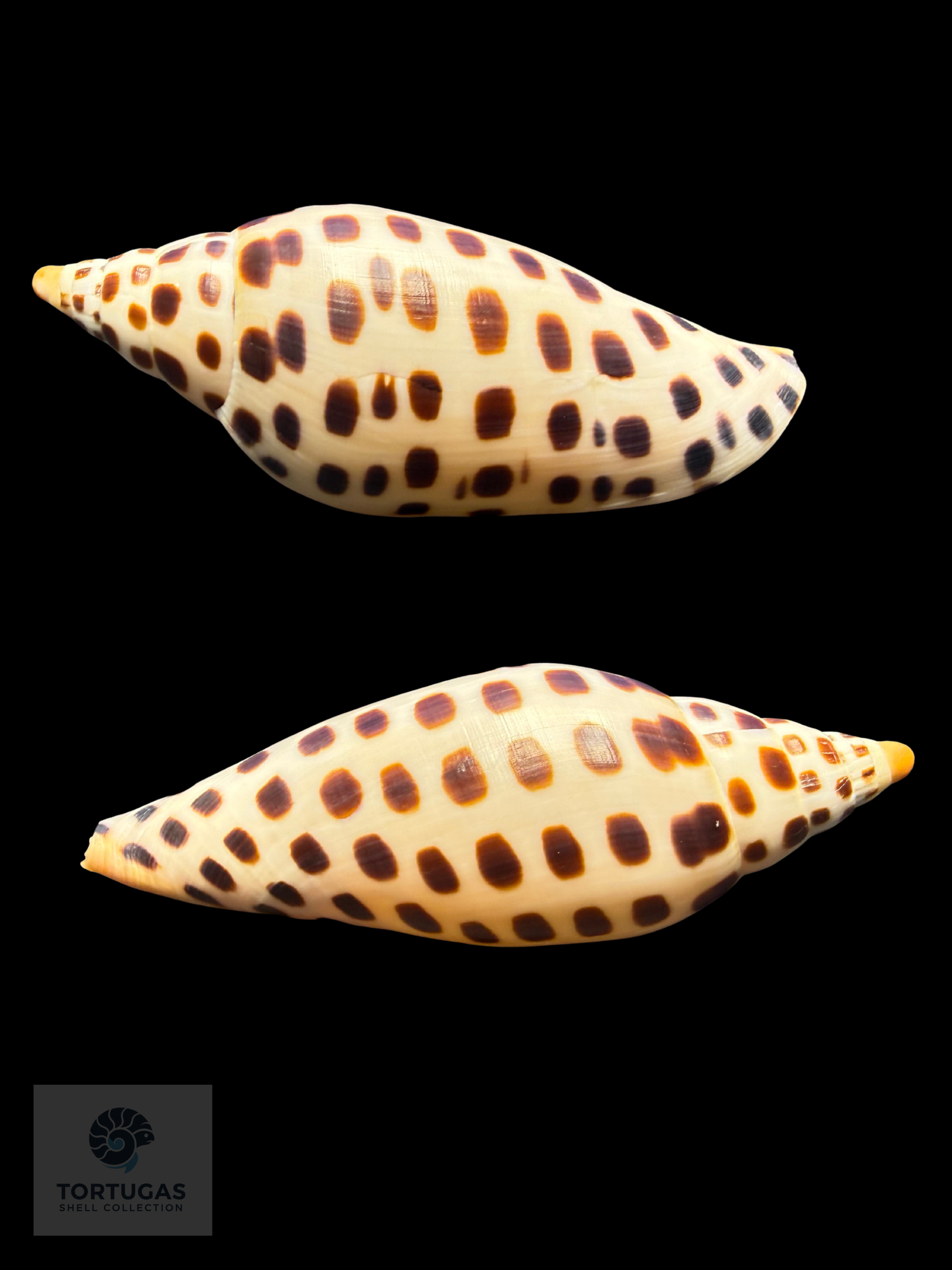 Scaphella mercedesae Petuch & Berschauer, 2026 – 105.7 mm