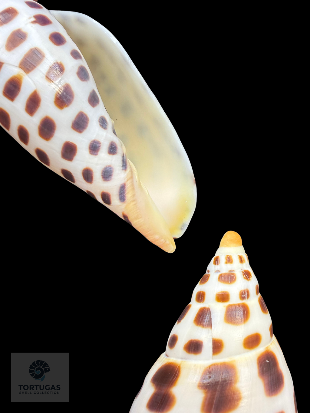 Scaphella mercedesae Petuch & Berschauer, 2026 – 105.7 mm