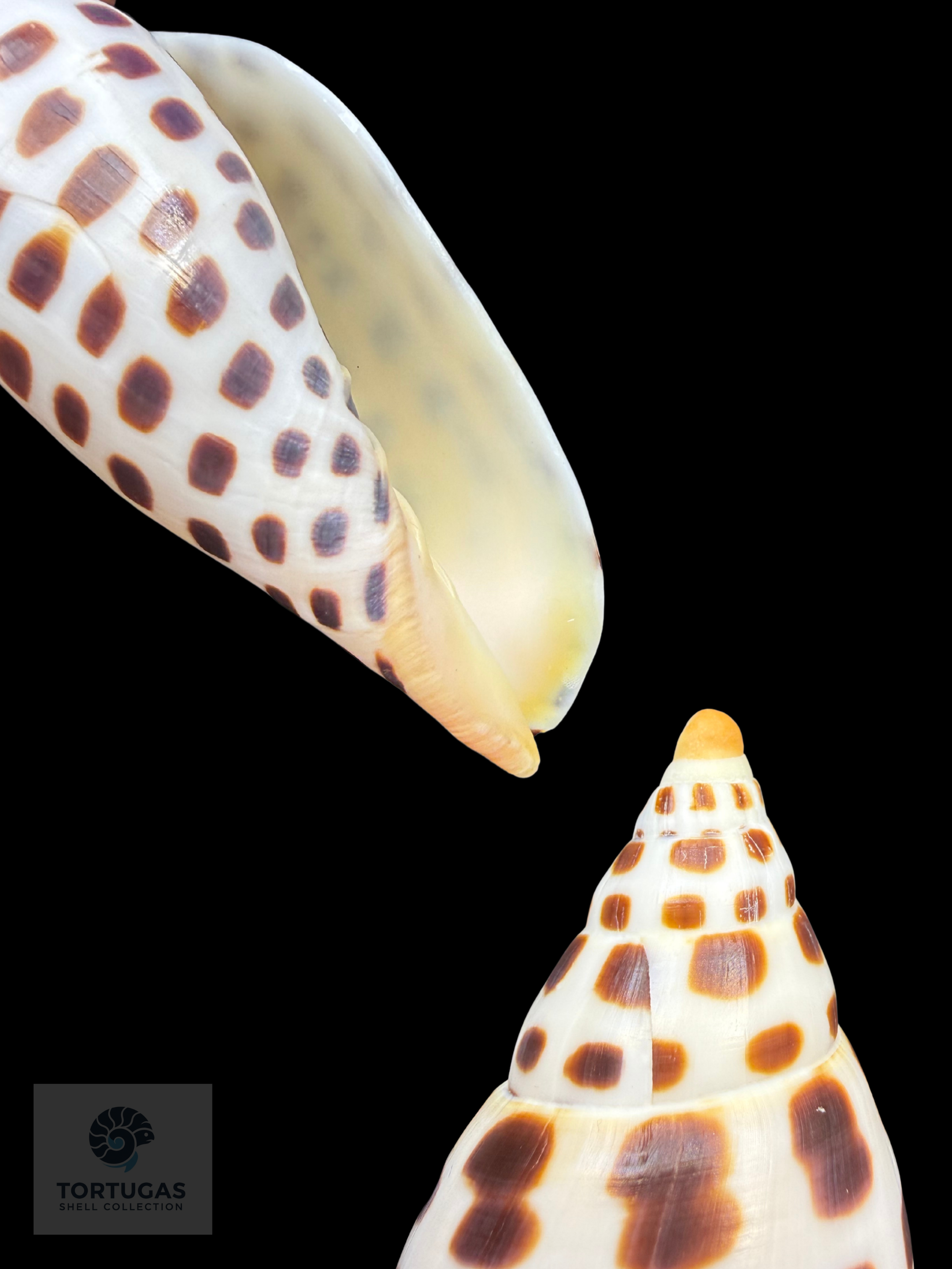 Scaphella mercedesae Petuch & Berschauer, 2026 – 105.7 mm