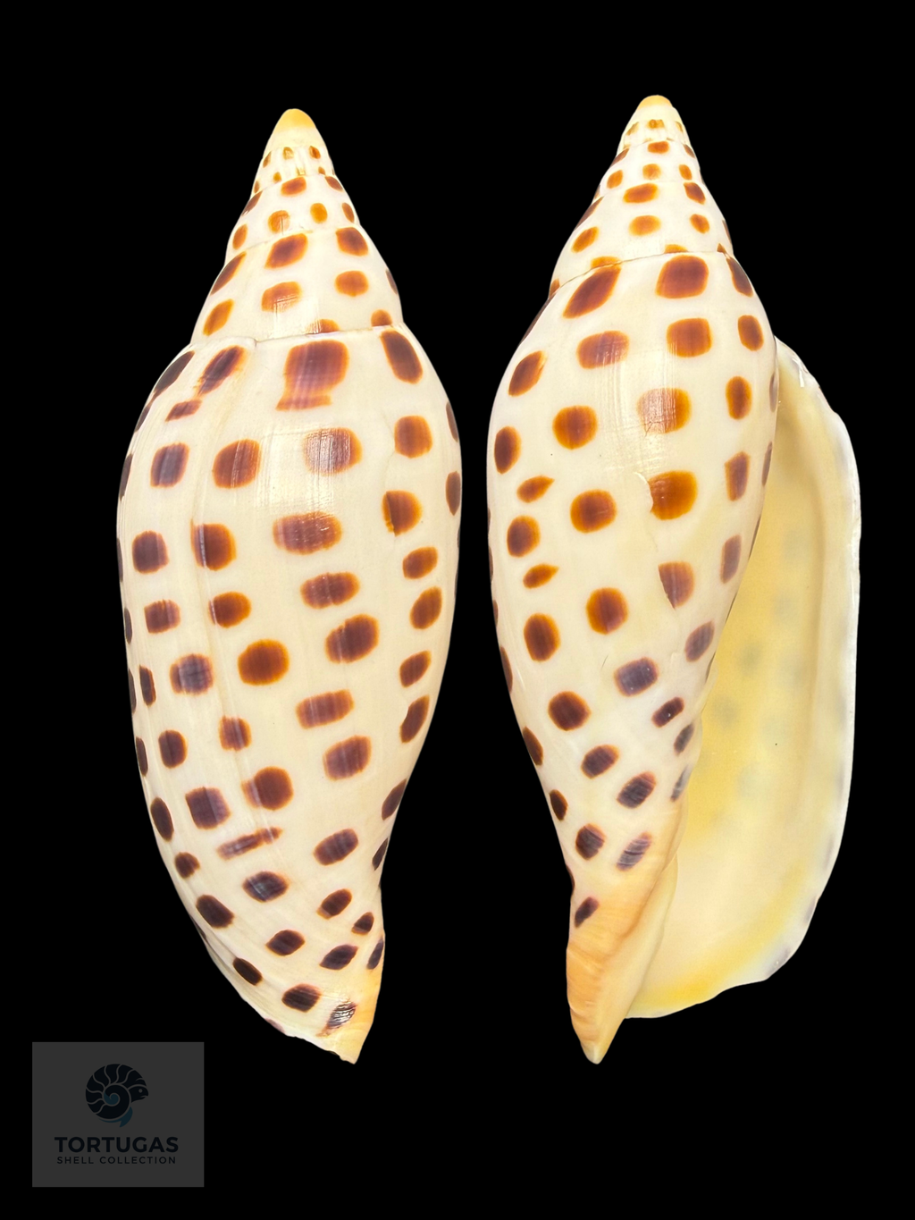 Scaphella mercedesae Petuch & Berschauer, 2026 – 110.4 mm