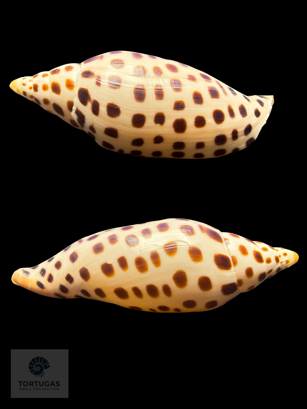 Scaphella mercedesae Petuch & Berschauer, 2026 – 110.4 mm