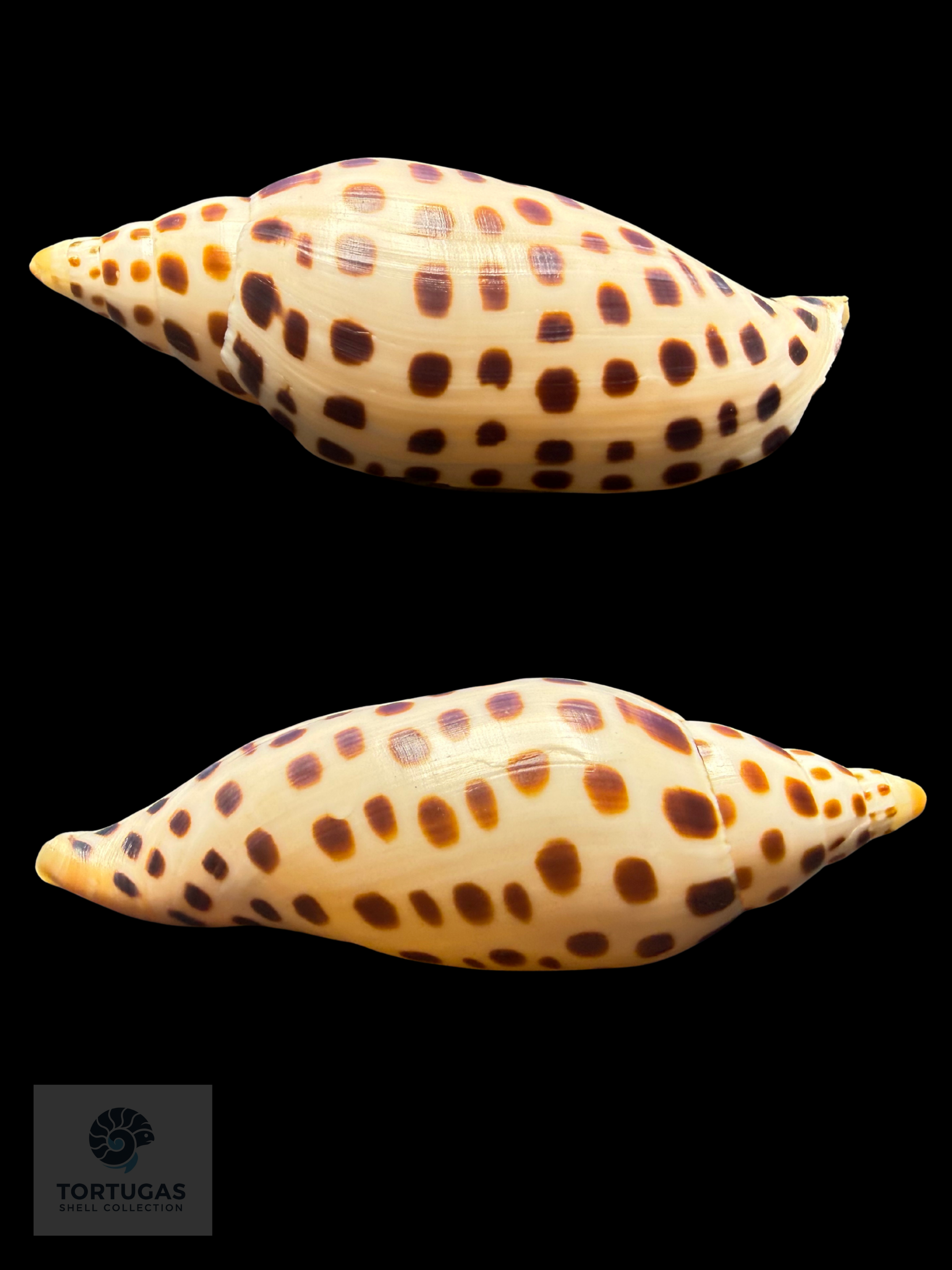 Scaphella mercedesae Petuch & Berschauer, 2026 – 110.4 mm
