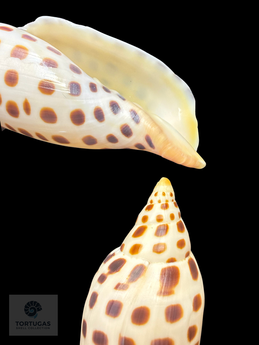 Scaphella mercedesae Petuch & Berschauer, 2026 – 110.4 mm