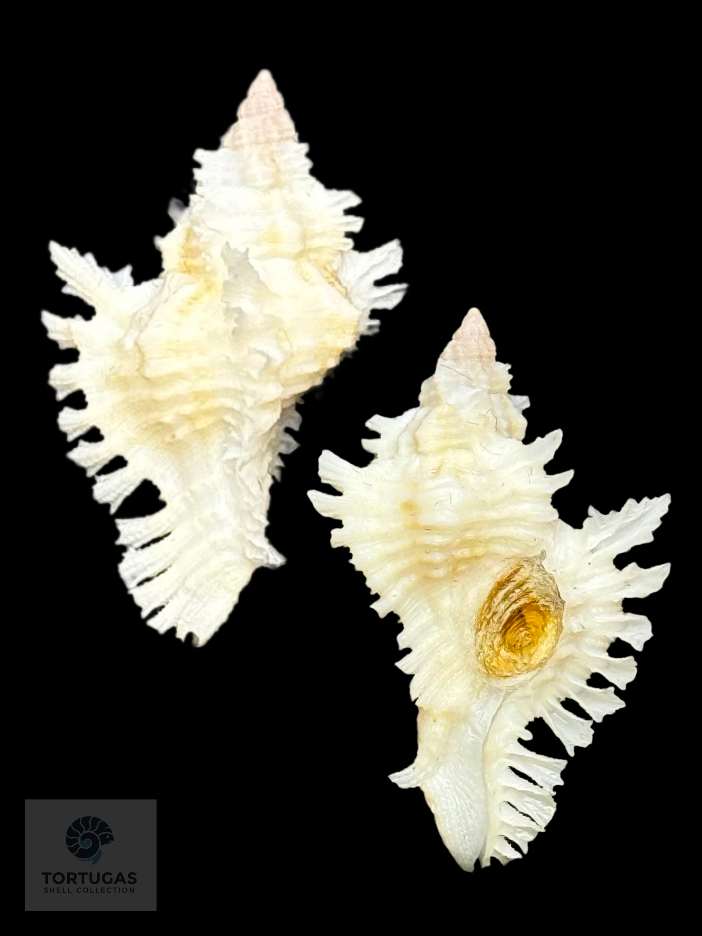 Chicoreus riverai Petuch & Berschauer, 2026 – 28.7 mm (1.13”)