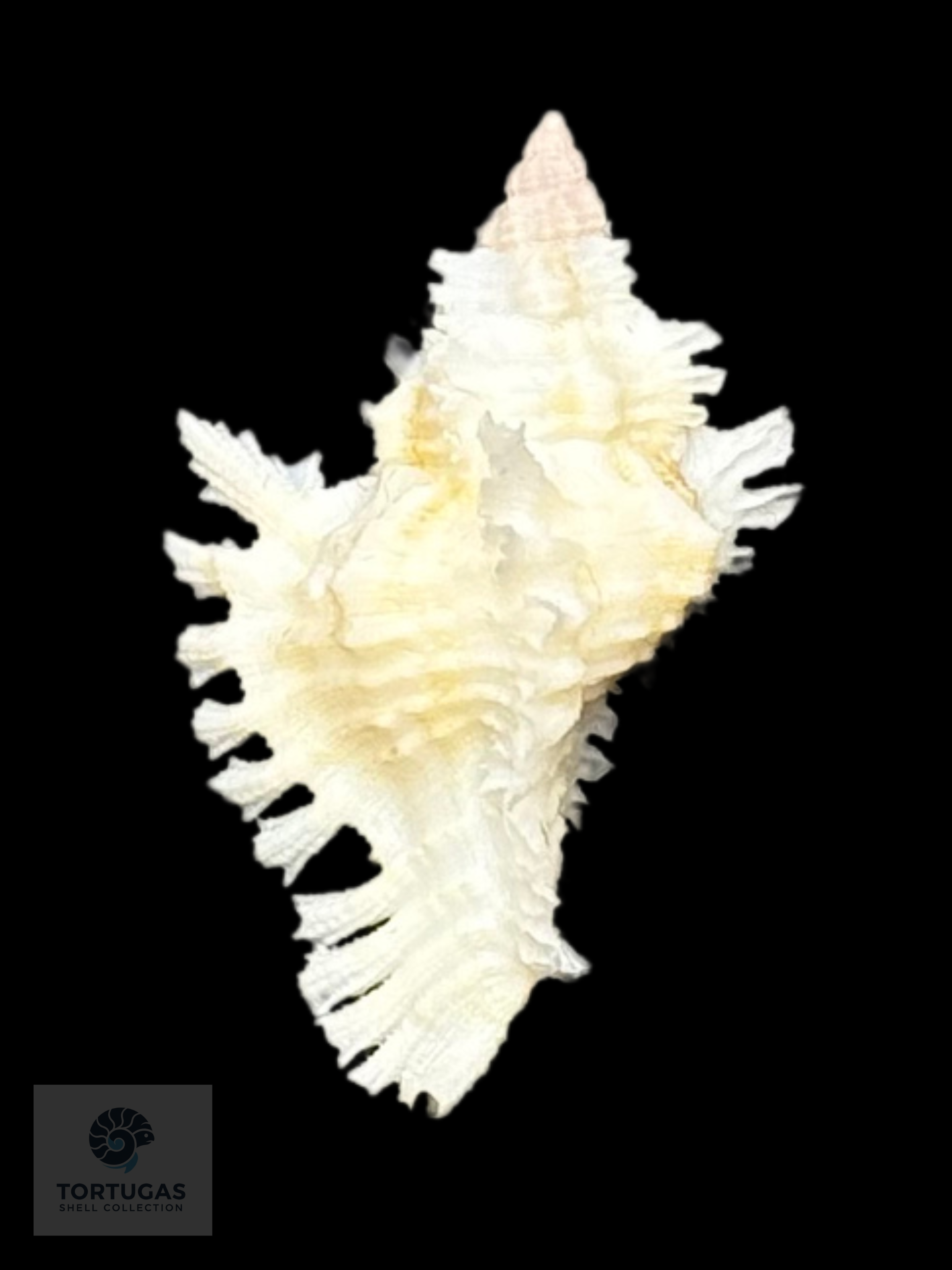 Chicoreus riverai Petuch & Berschauer, 2026 – 28.7 mm (1.13”)
