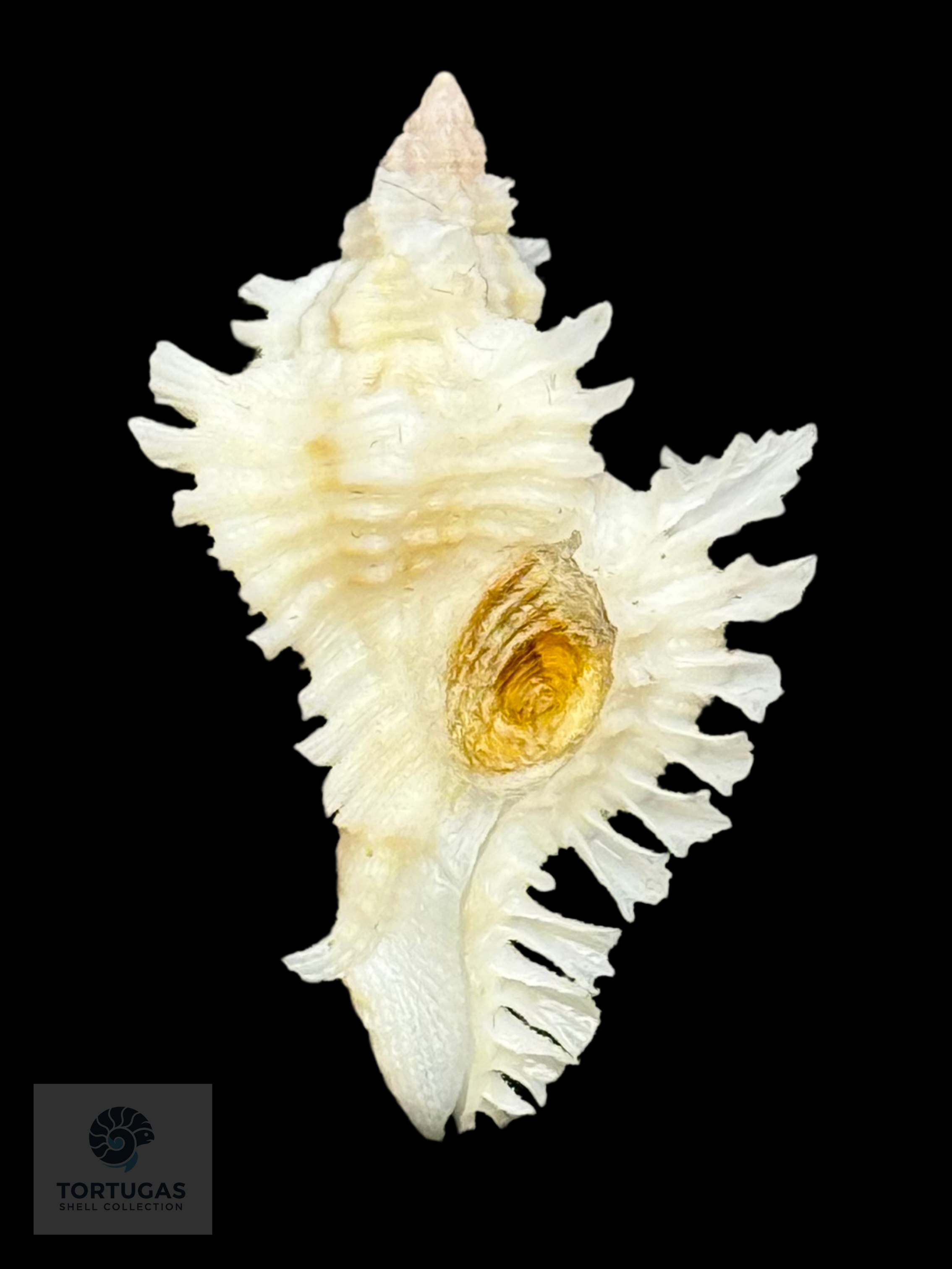 Chicoreus riverai Petuch & Berschauer, 2026 – 28.7 mm (1.13”)