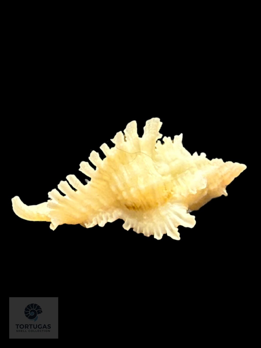Chicoreus riverai Petuch & Berschauer, 2026 – 28.7 mm (1.13”)