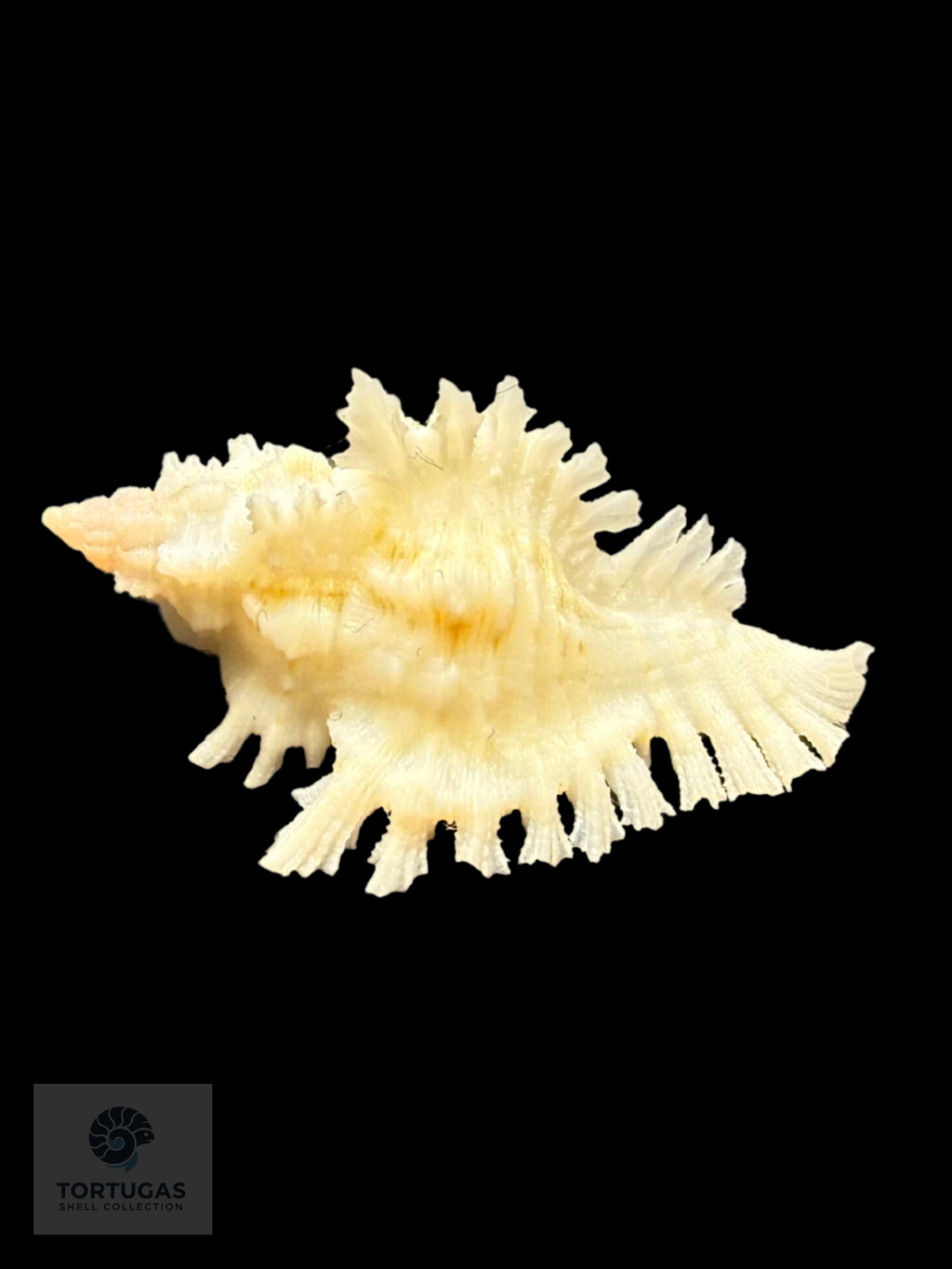 Chicoreus riverai Petuch & Berschauer, 2026 – 28.7 mm (1.13”)