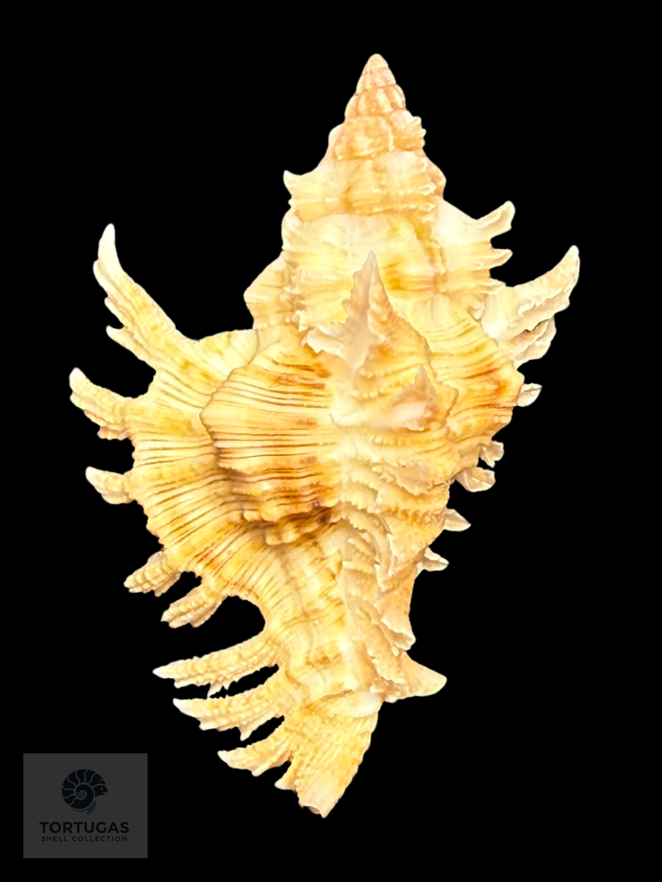 Chicoreus rachelcarsonae Petuch, 1987 – 43.6 mm (1.72”) DARK
