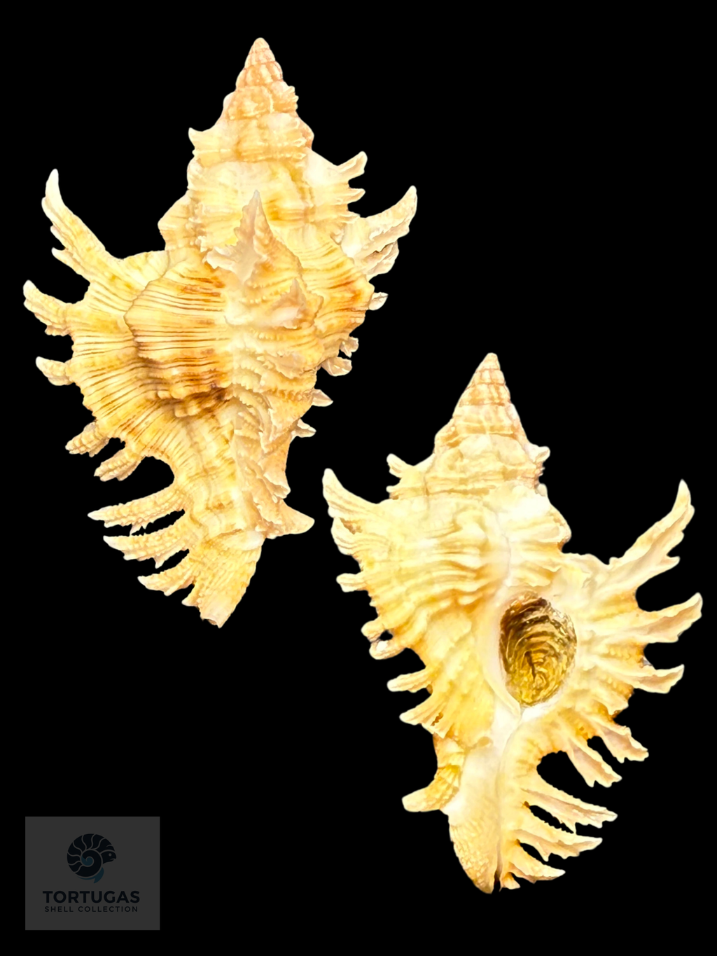 Chicoreus rachelcarsonae Petuch, 1987 – 43.6 mm (1.72”) DARK