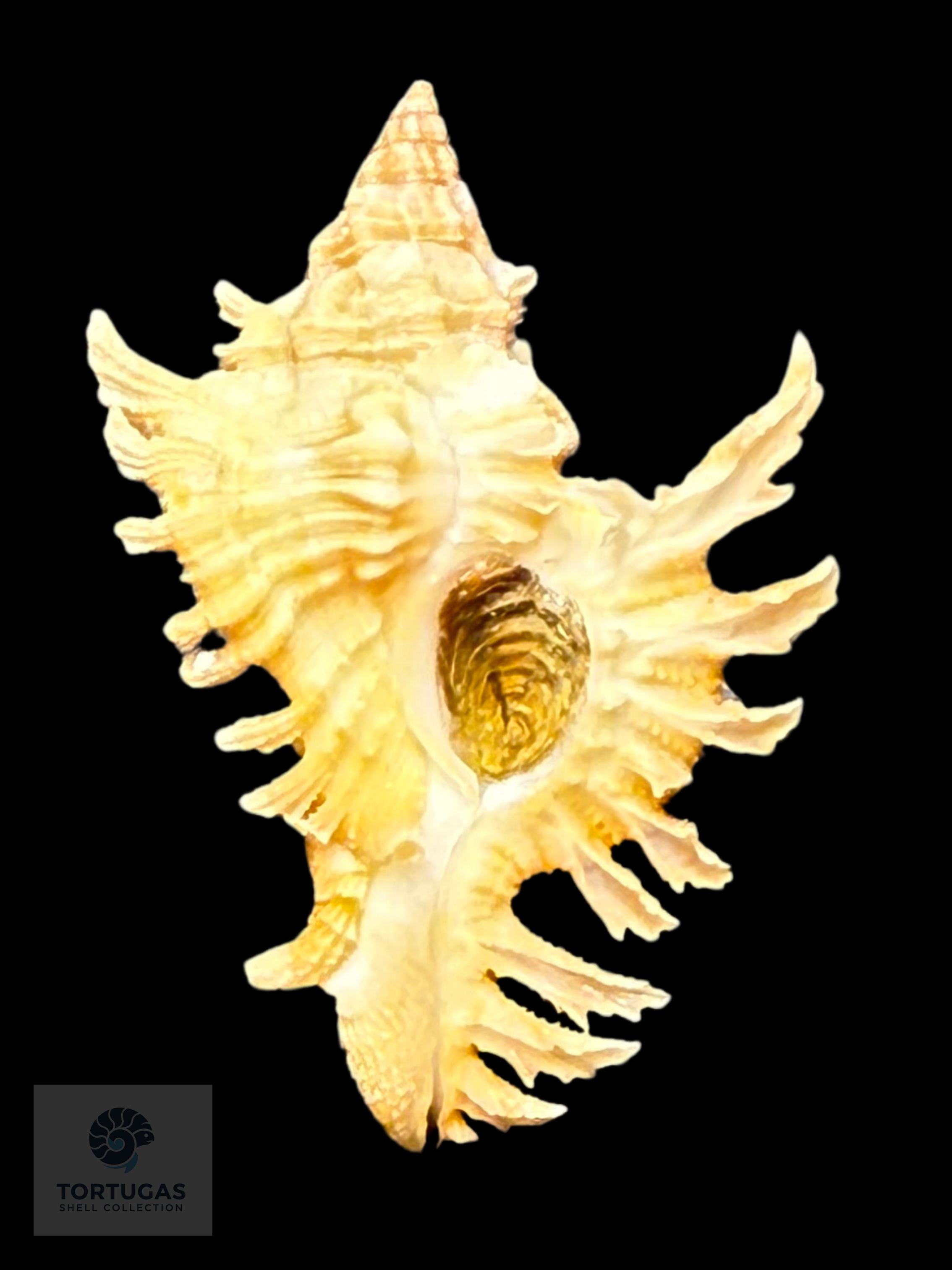 Chicoreus rachelcarsonae Petuch, 1987 – 43.6 mm (1.72”) DARK