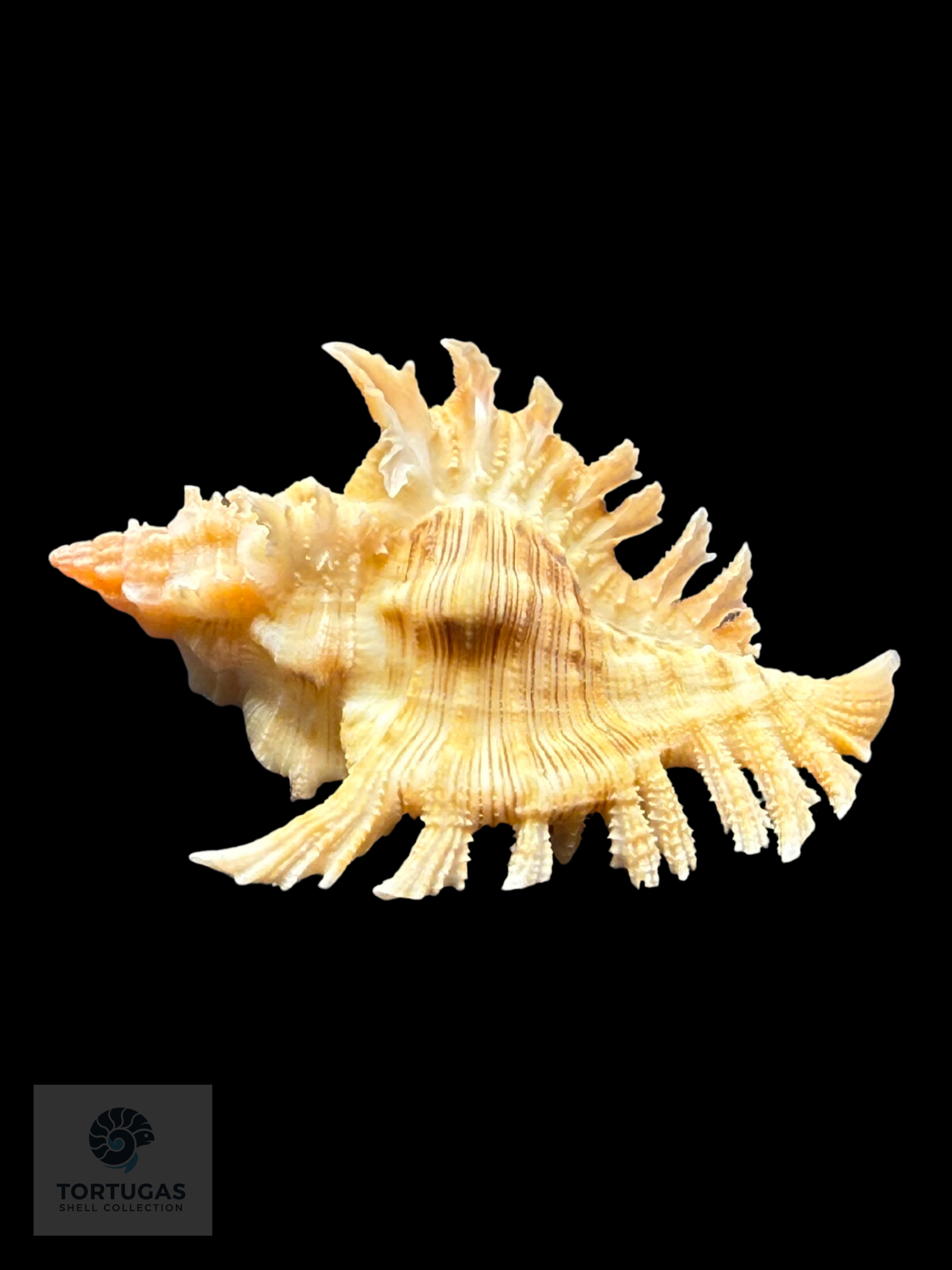 Chicoreus rachelcarsonae Petuch, 1987 – 43.6 mm (1.72”) DARK