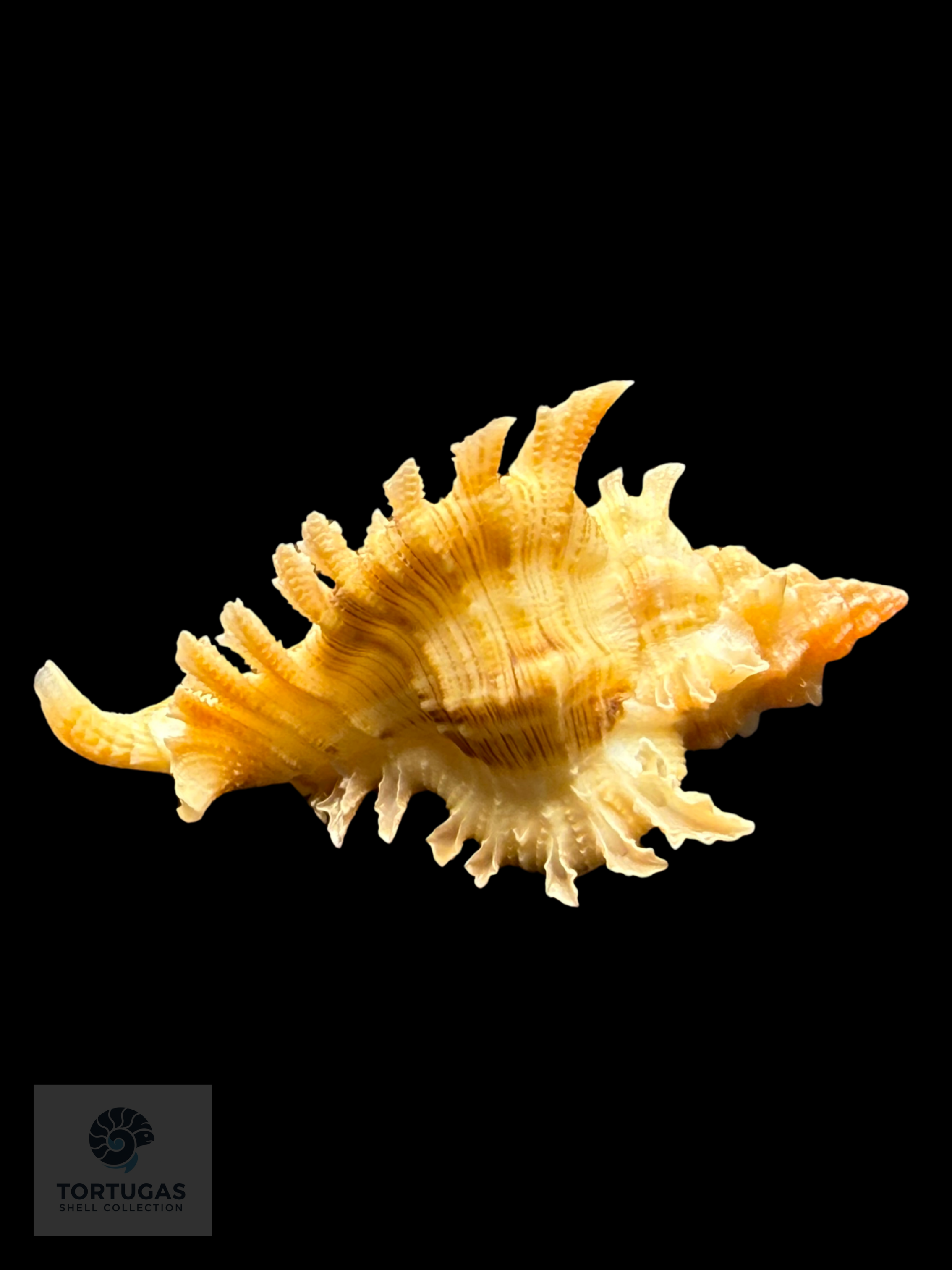 Chicoreus rachelcarsonae Petuch, 1987 – 43.6 mm (1.72”) DARK