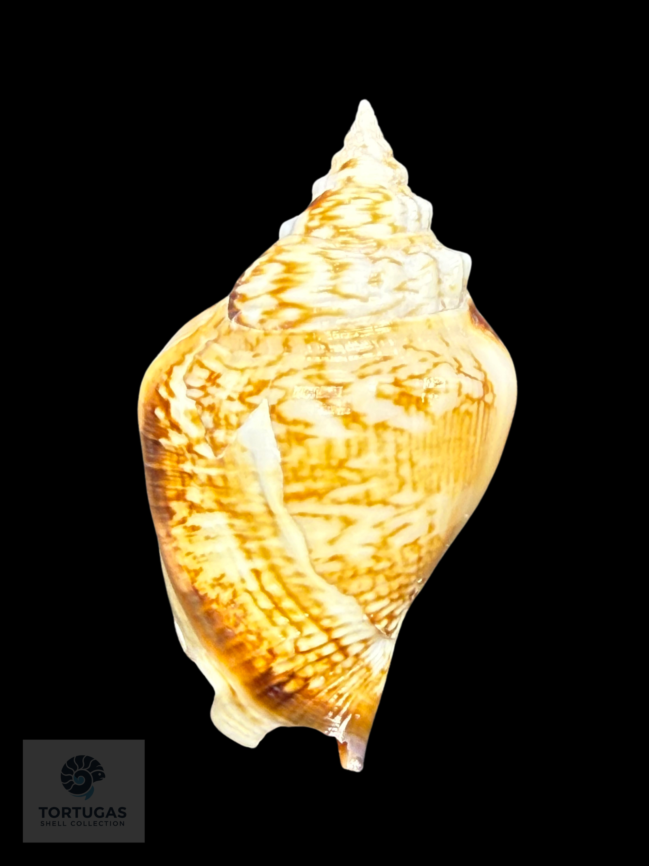Strombus pugilis Linnaeus, 1758 – 73.1 mm (2.88”) Nice Color