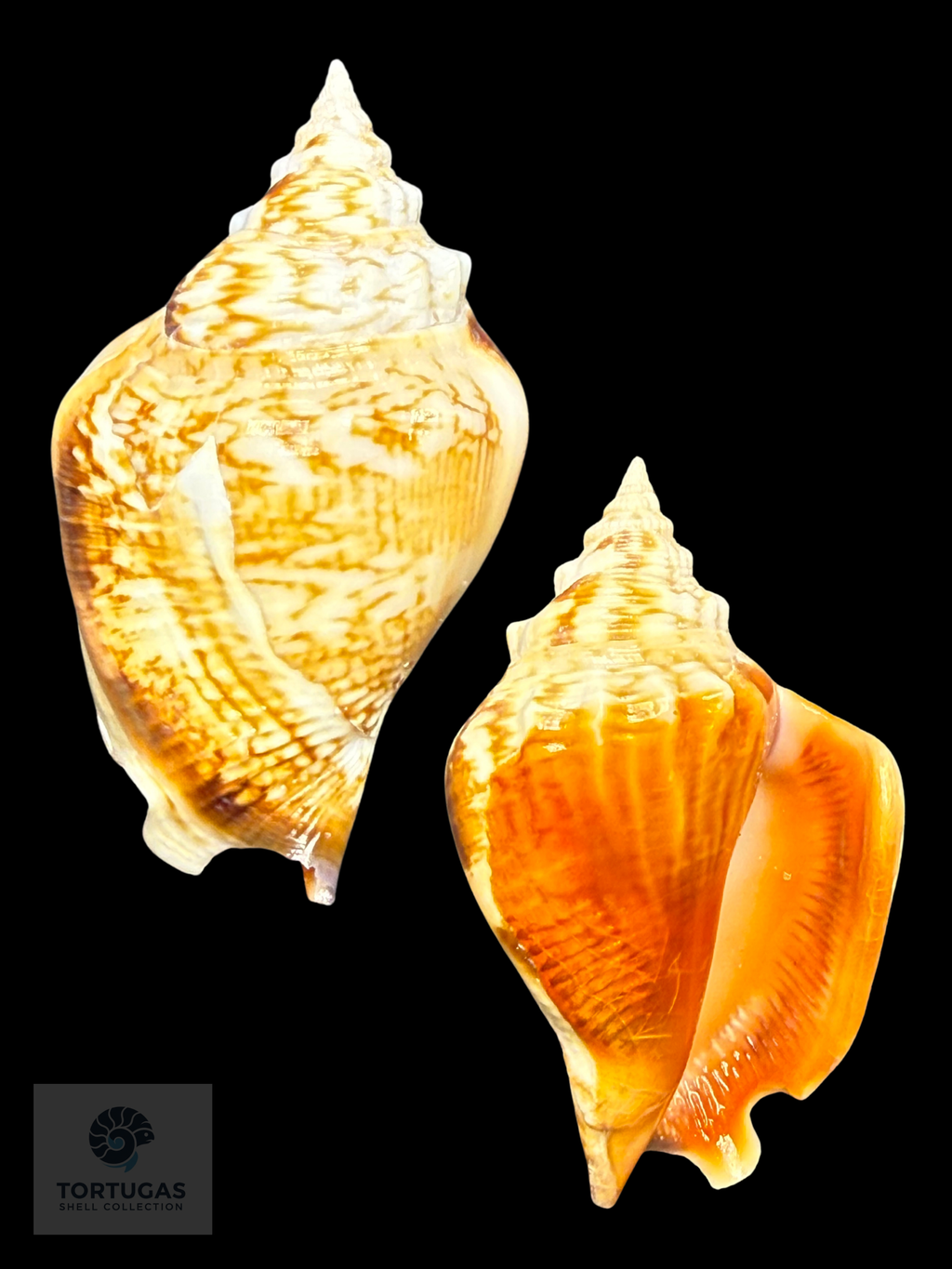 Strombus pugilis Linnaeus, 1758 – 73.1 mm (2.88”) Nice Color