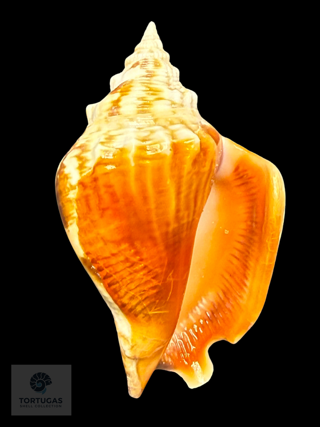 Strombus pugilis Linnaeus, 1758 – 73.1 mm (2.88”) Nice Color