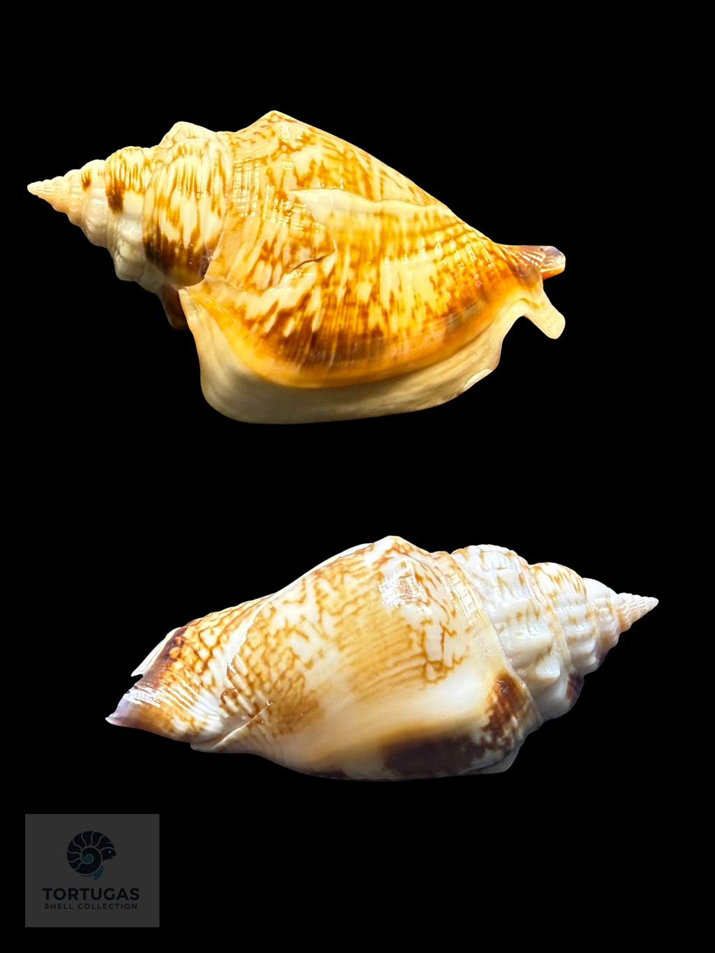 Strombus pugilis Linnaeus, 1758 – 73.1 mm (2.88”) Nice Color