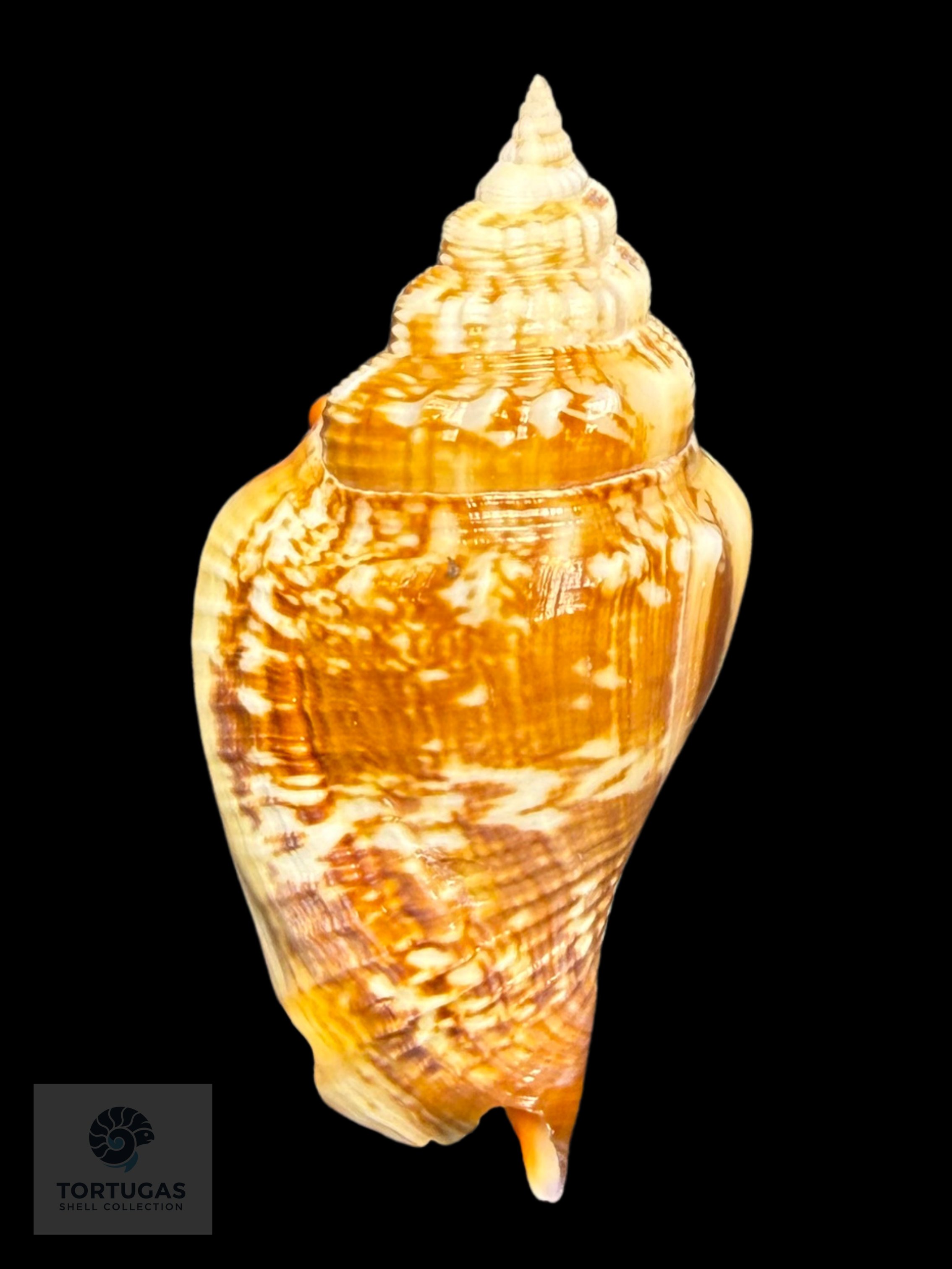Strombus pugilis Linnaeus, 1758 – 73.0 mm (2.87”)