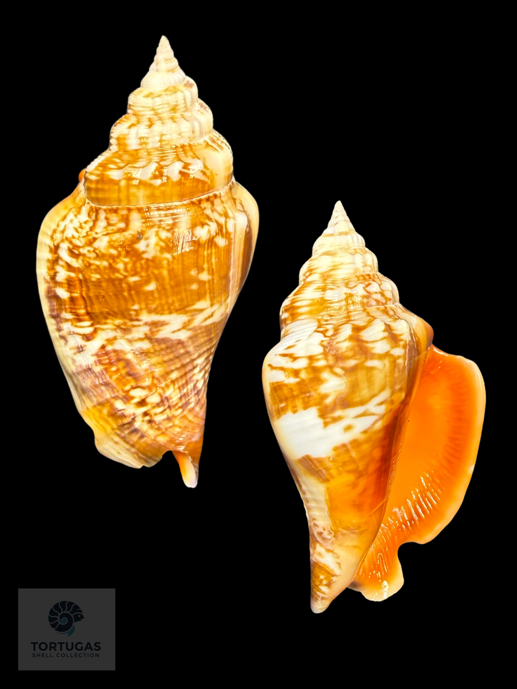 Strombus pugilis Linnaeus, 1758 – 73.0 mm (2.87”)