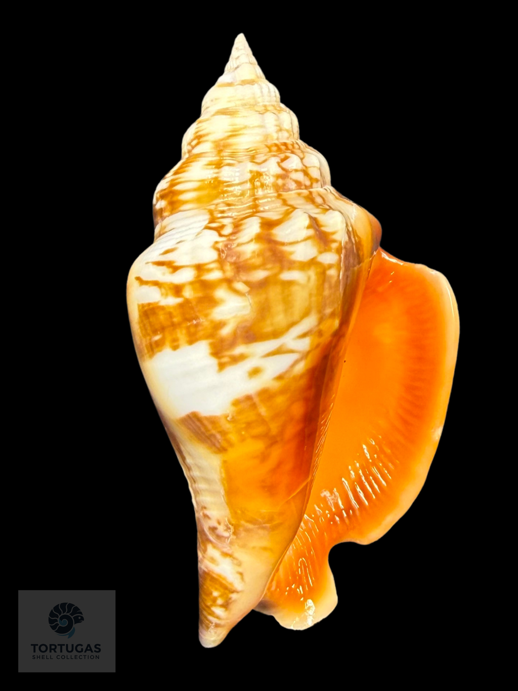 Strombus pugilis Linnaeus, 1758 – 73.0 mm (2.87”)