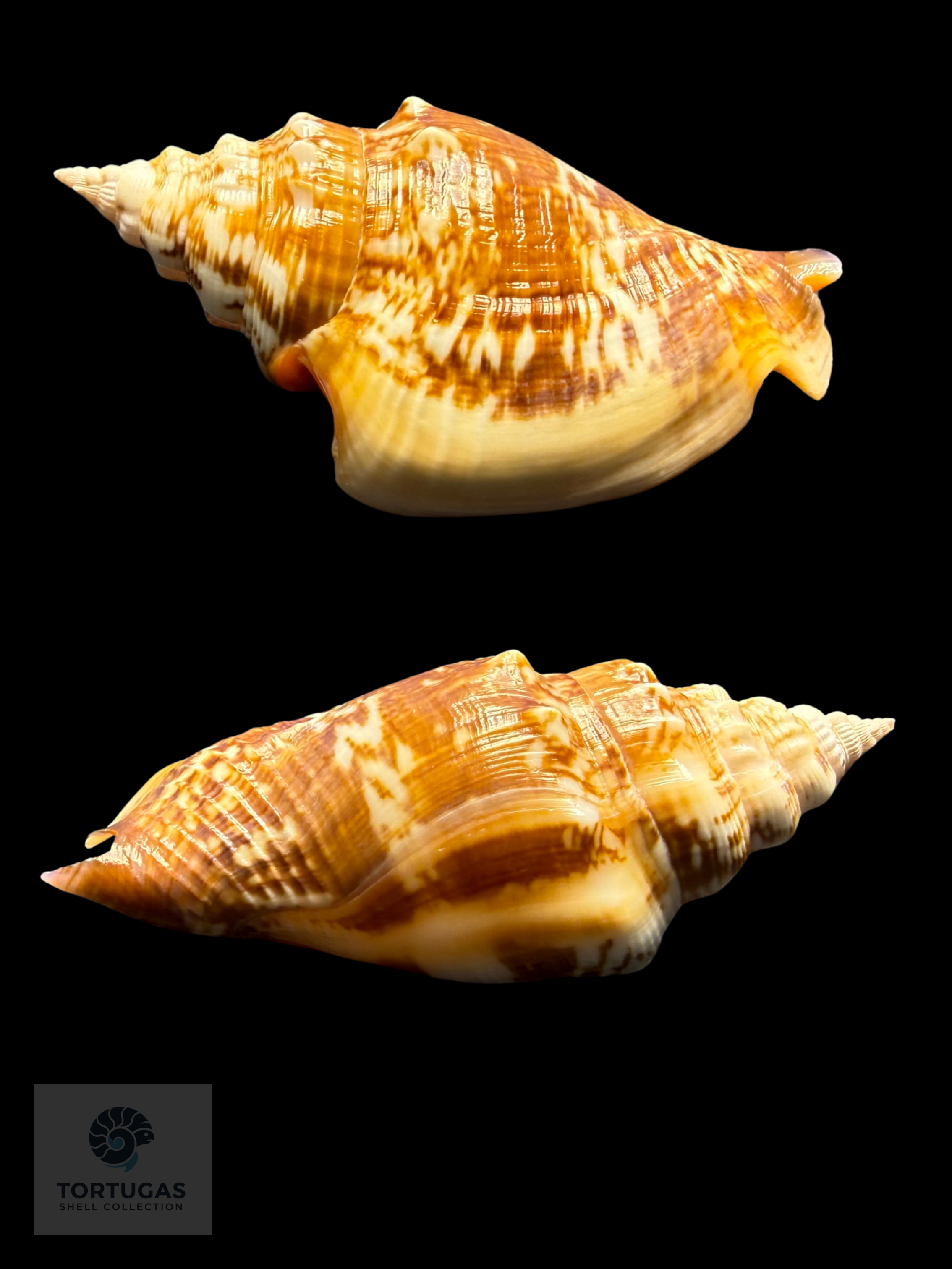 Strombus pugilis Linnaeus, 1758 – 73.0 mm (2.87”)