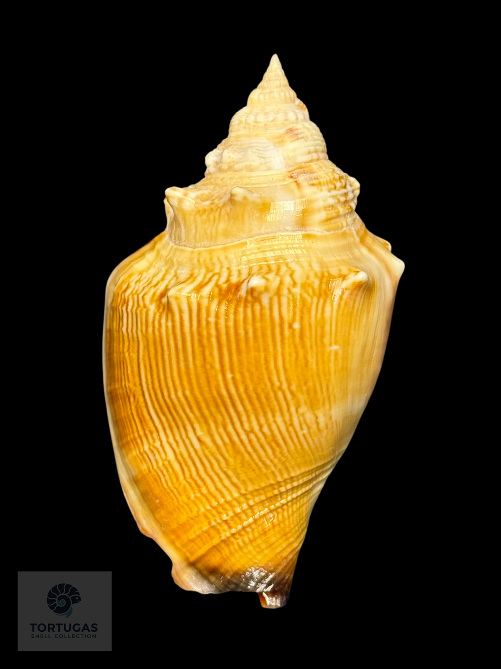 Strombus pugilis Linnaeus, 1758 – 79.2 mm (3.12”)