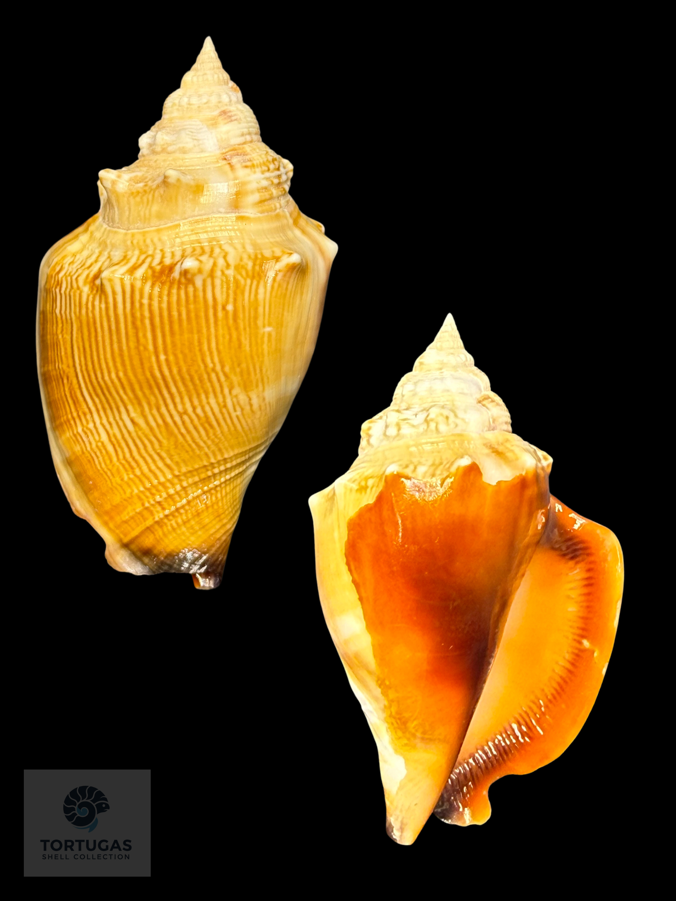 Strombus pugilis Linnaeus, 1758 – 79.2 mm (3.12”)