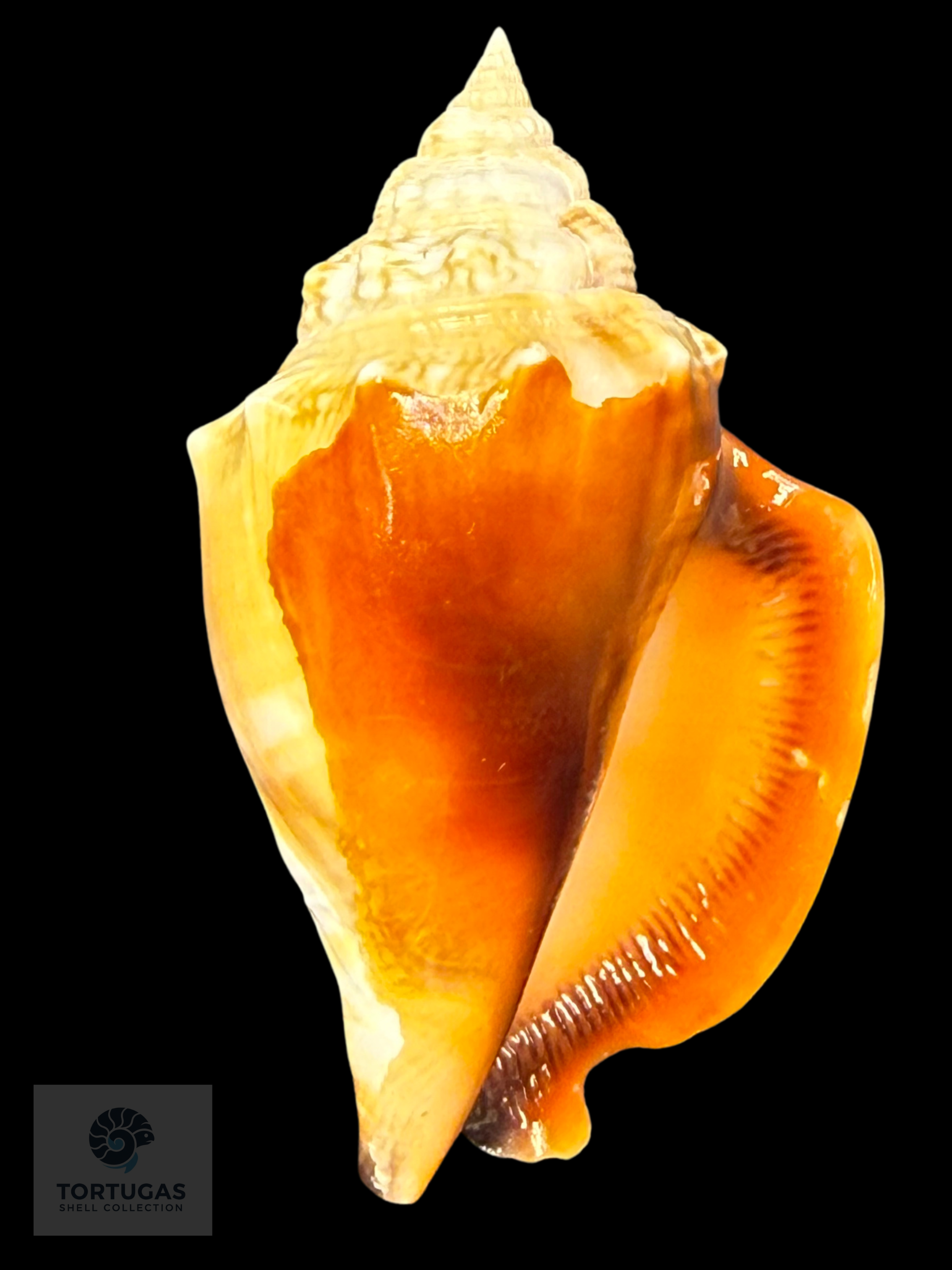 Strombus pugilis Linnaeus, 1758 – 79.2 mm (3.12”)