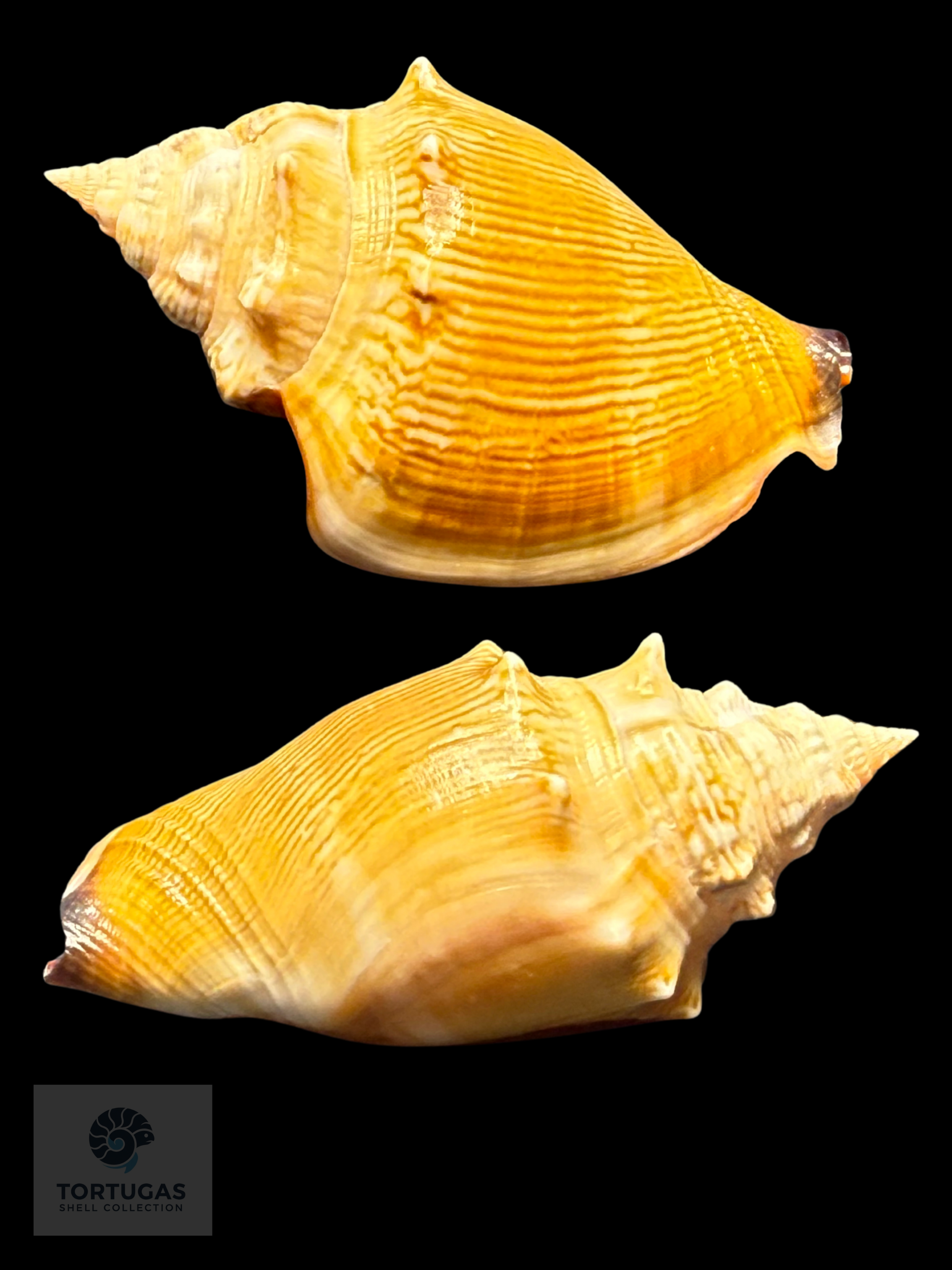 Strombus pugilis Linnaeus, 1758 – 79.2 mm (3.12”)
