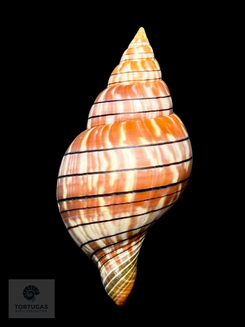 Cinctura tortugana foxi Petuch & Berschauer 85.2mm Dry Tortugas